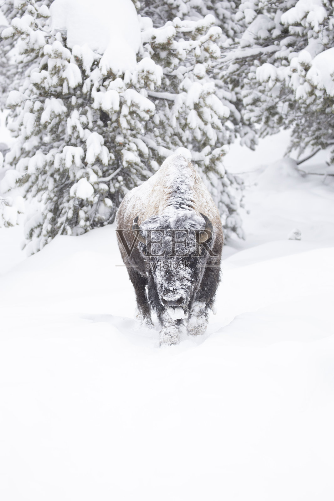 黄石国家公园的野牛与冬天的自然环境作斗争照片摄影图片
