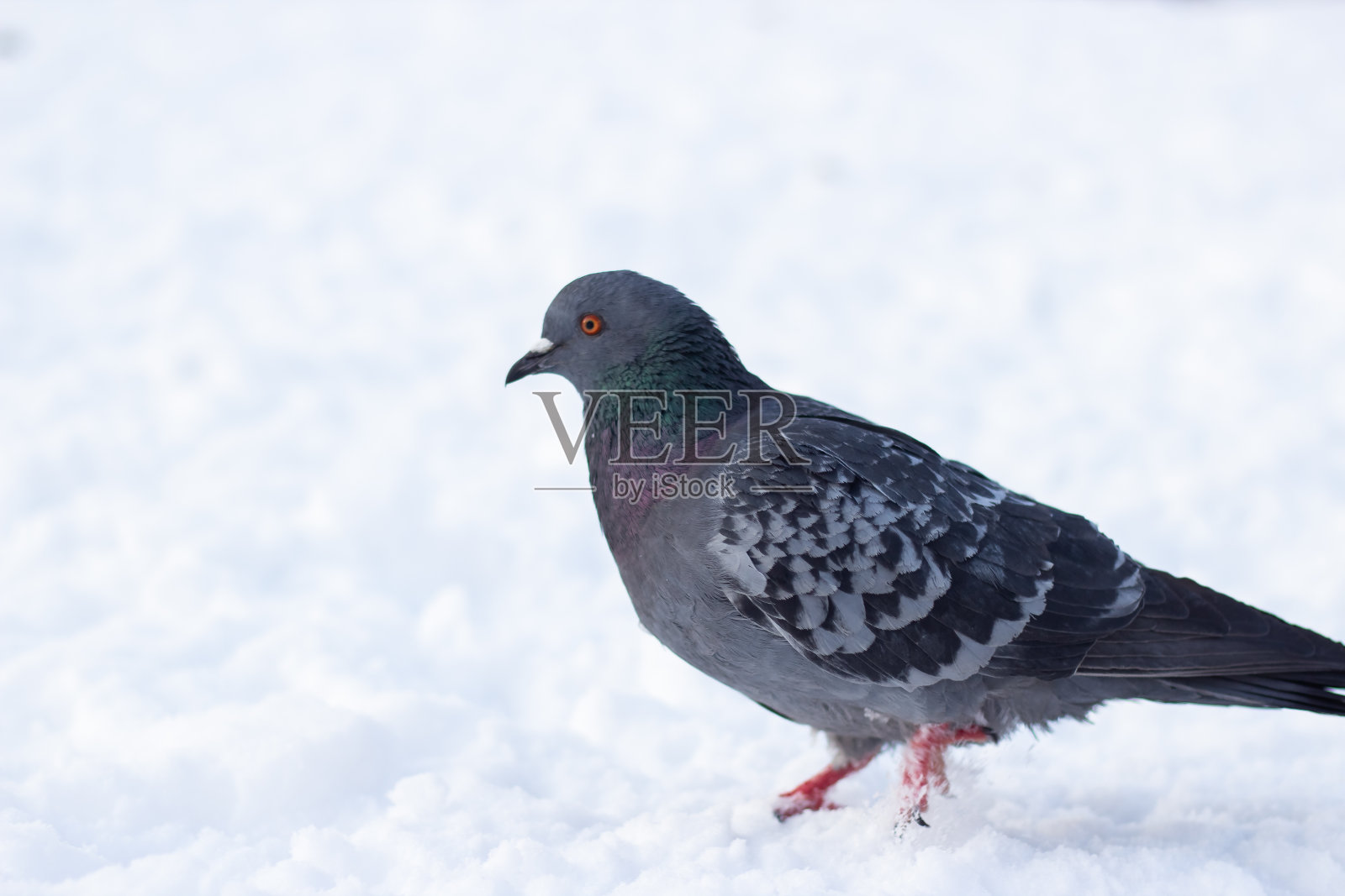 在冬天的雪地里鸽子照片摄影图片