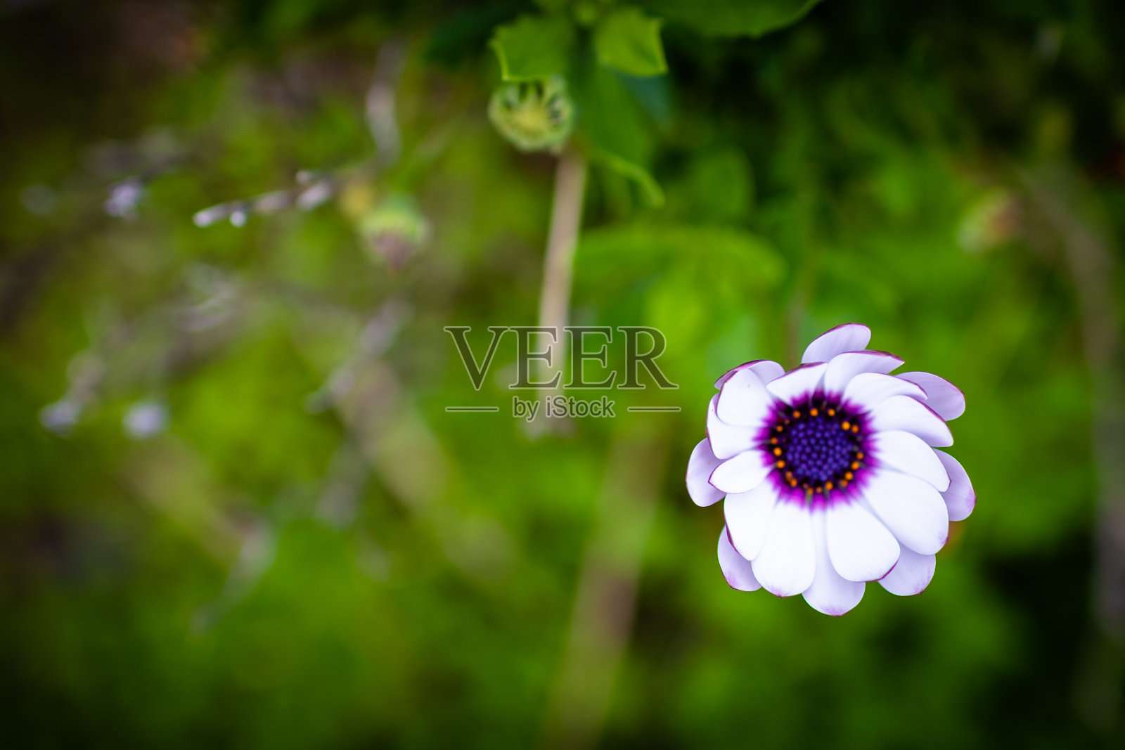 白色的花。照片摄影图片