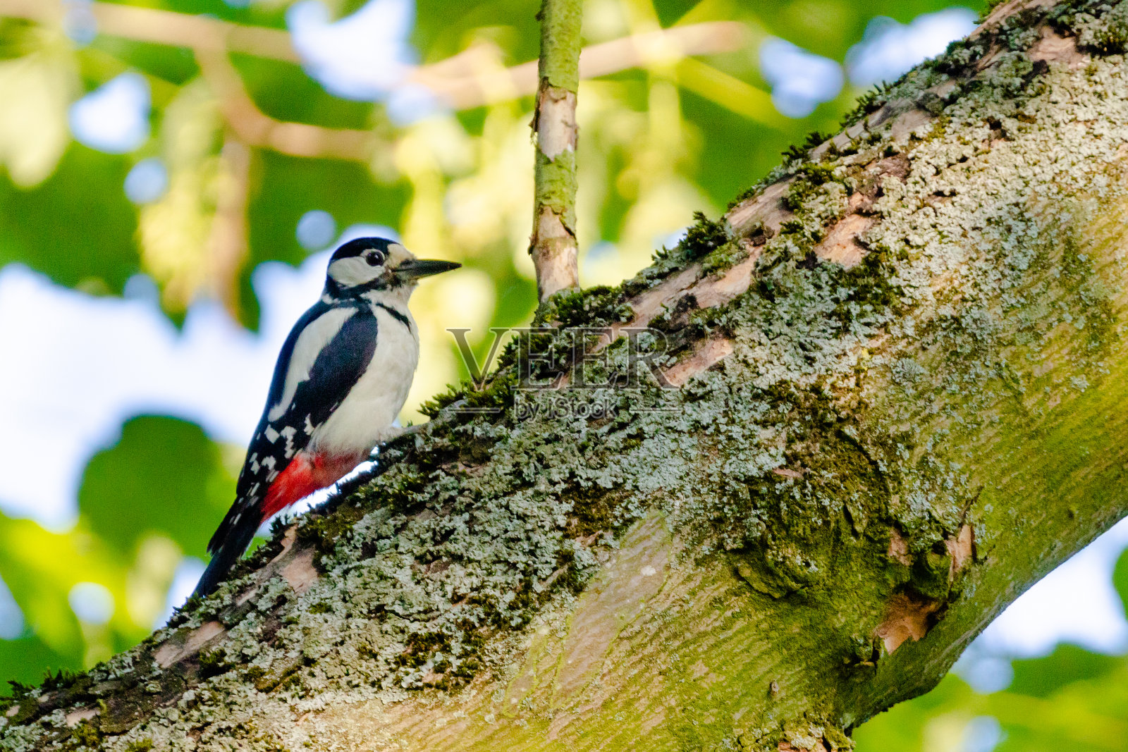啄木鸟照片摄影图片