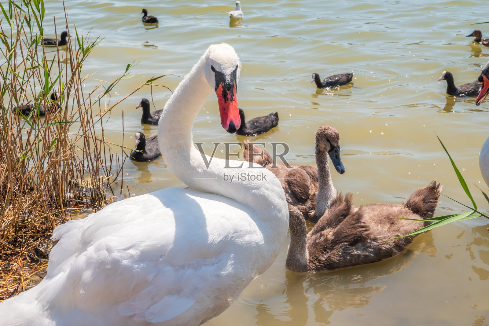 一只雌性疣鼻天鹅,色天鹅,和它的新生小天鹅在湖中游泳。疣天鹅保护它的小后代。灰色,毛茸茸的新生小天鹅。照片摄影图片