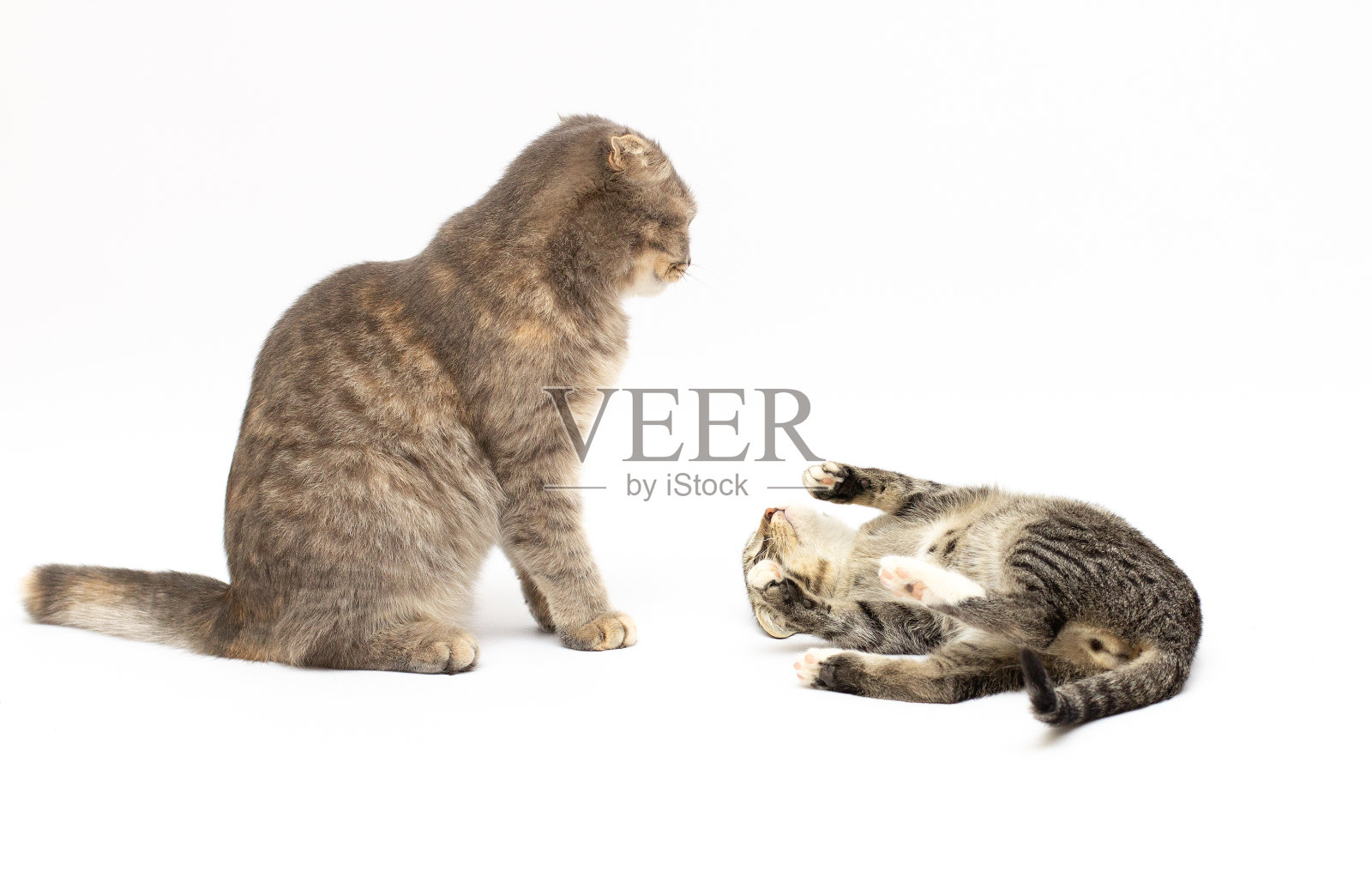 在白色背景下与孟加拉猫搏斗照片摄影图片