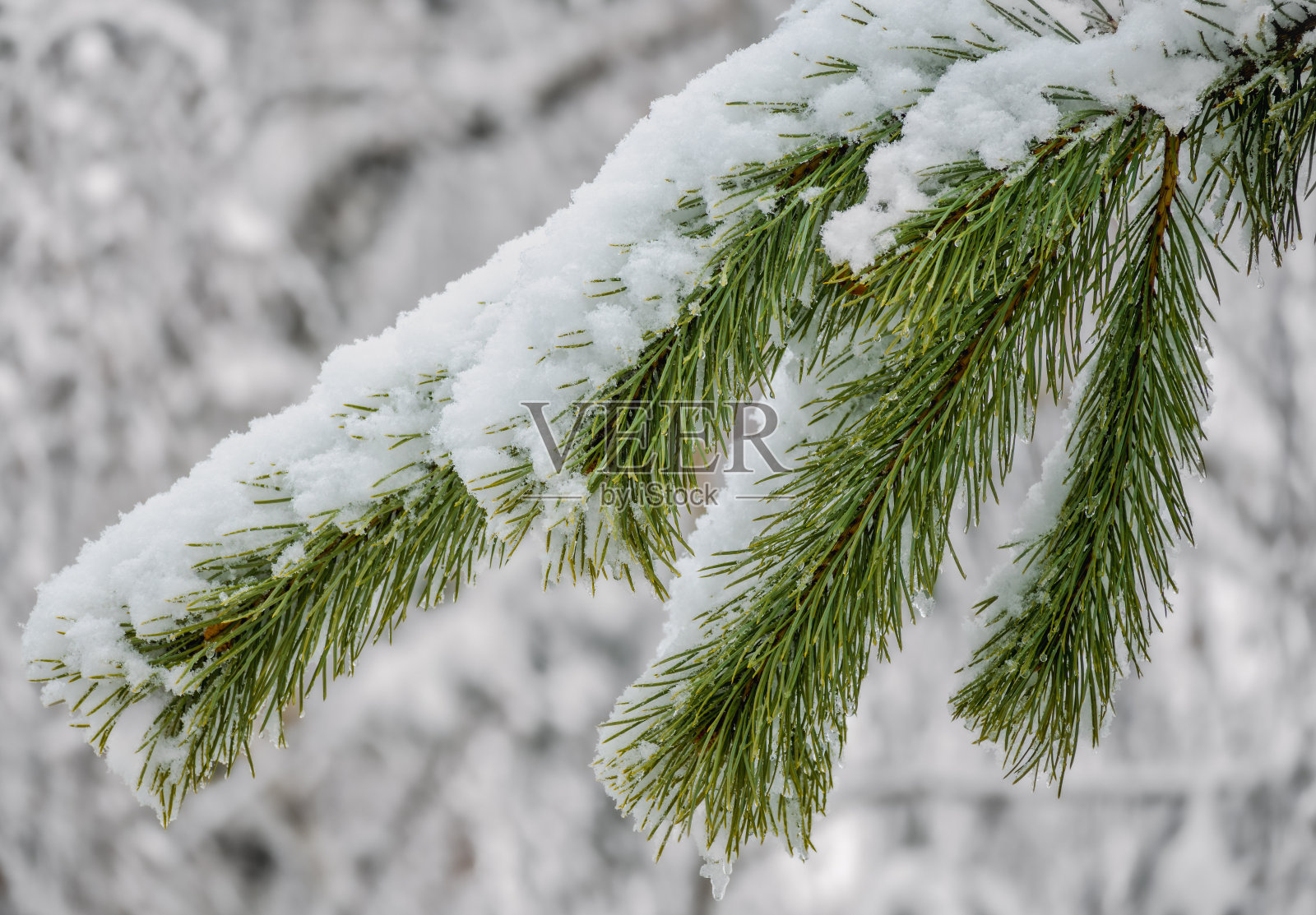 一种常绿松树的树枝,上面覆盖着雪花和冰。照片摄影图片