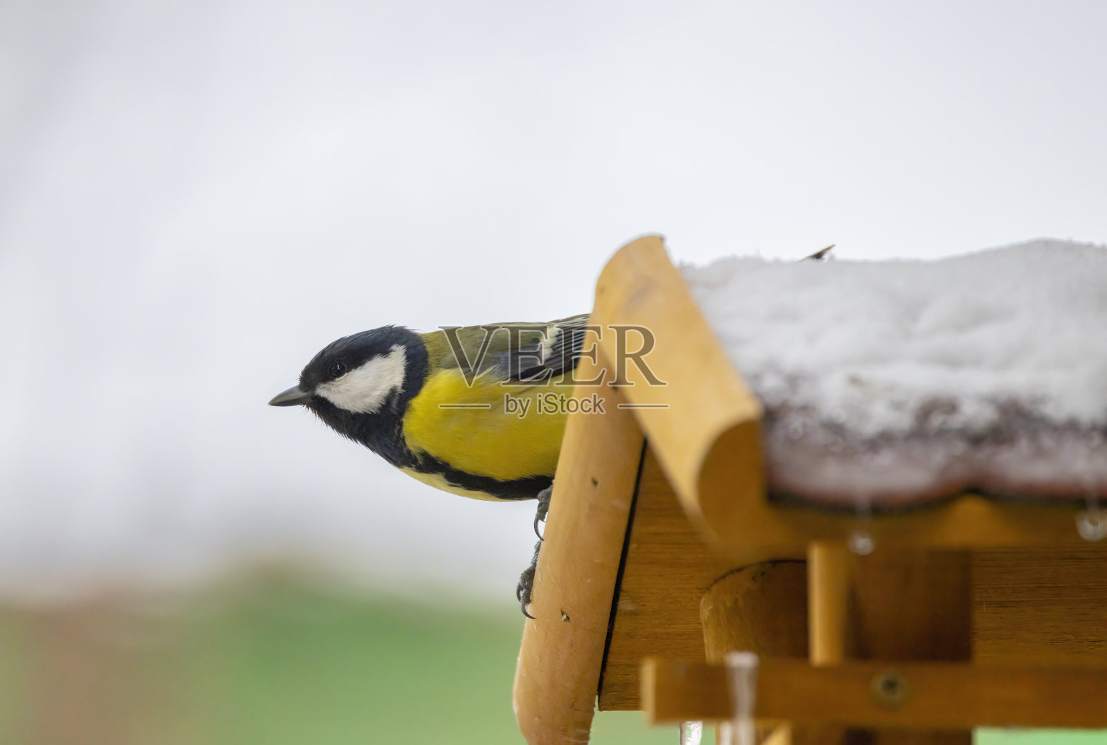 大山雀,南摩拉维亚,捷克共和国照片摄影图片