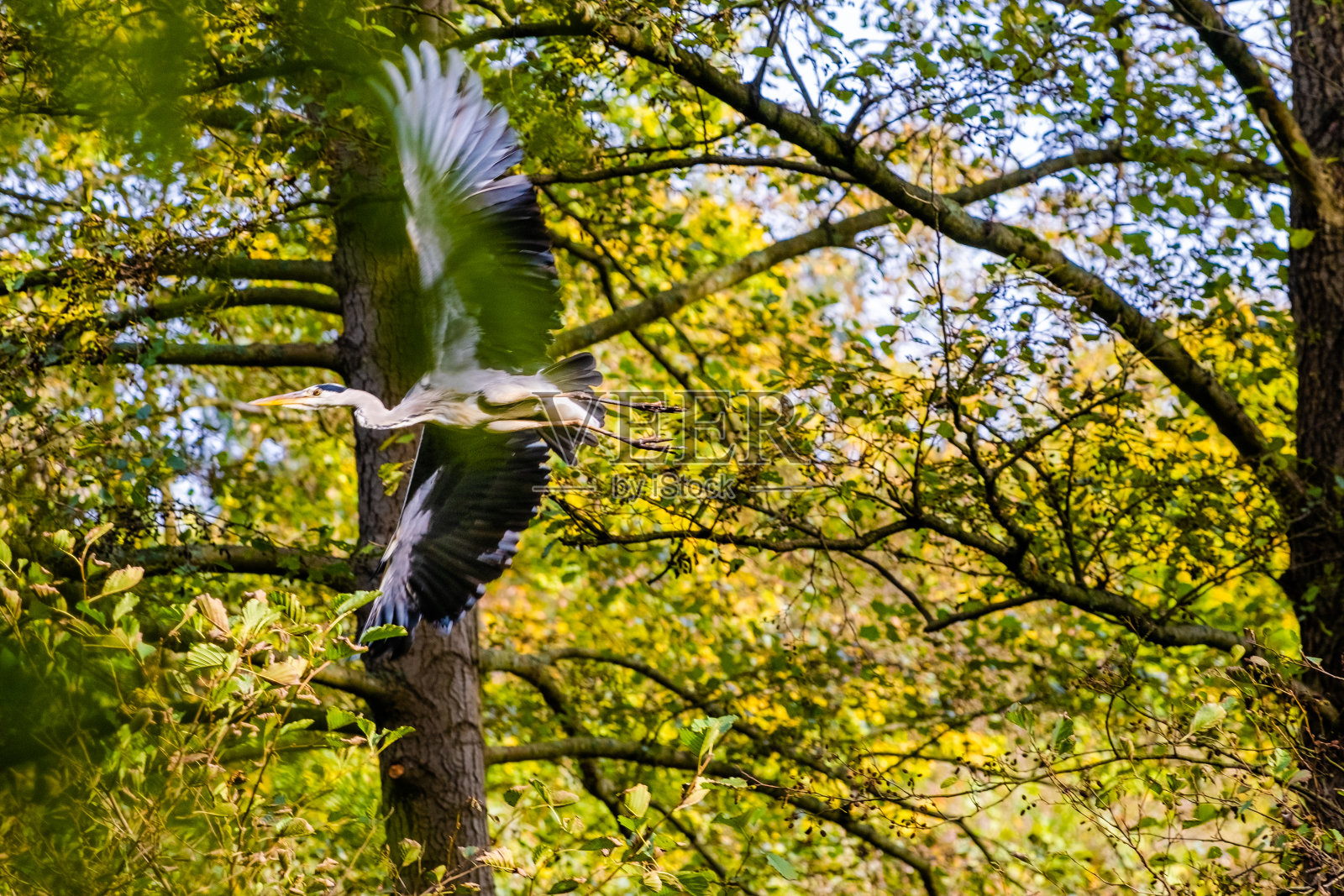 大蓝鹭照片摄影图片