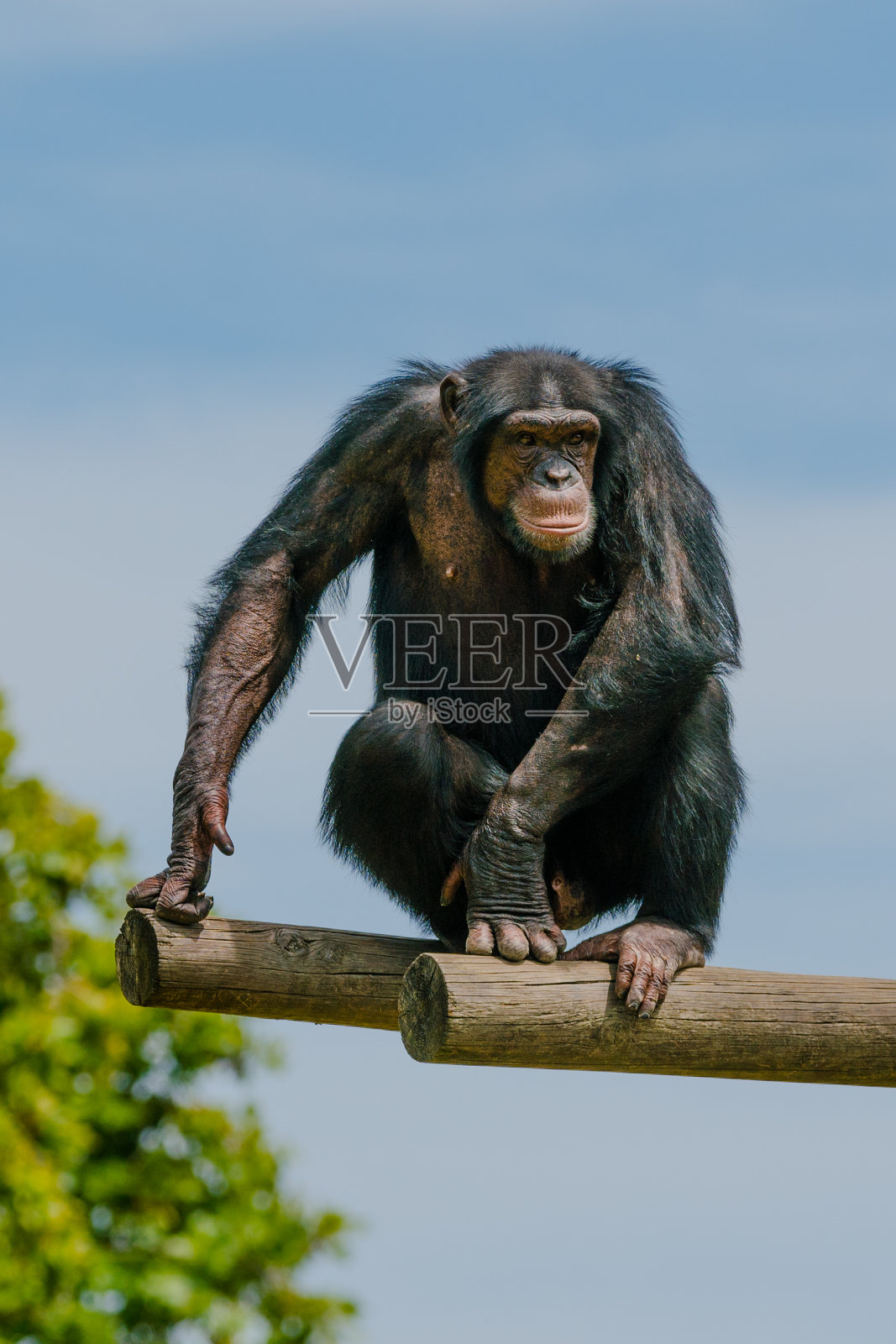黑猩猩照片摄影图片