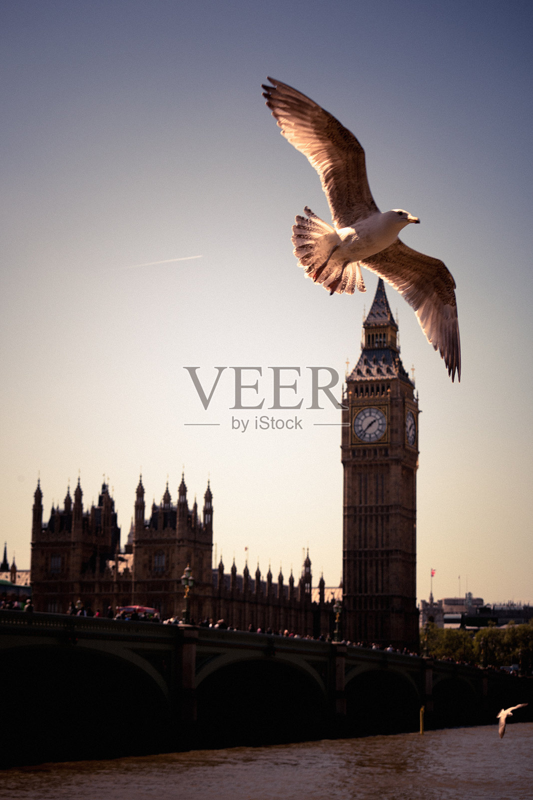 海鸥在伦敦照片摄影图片