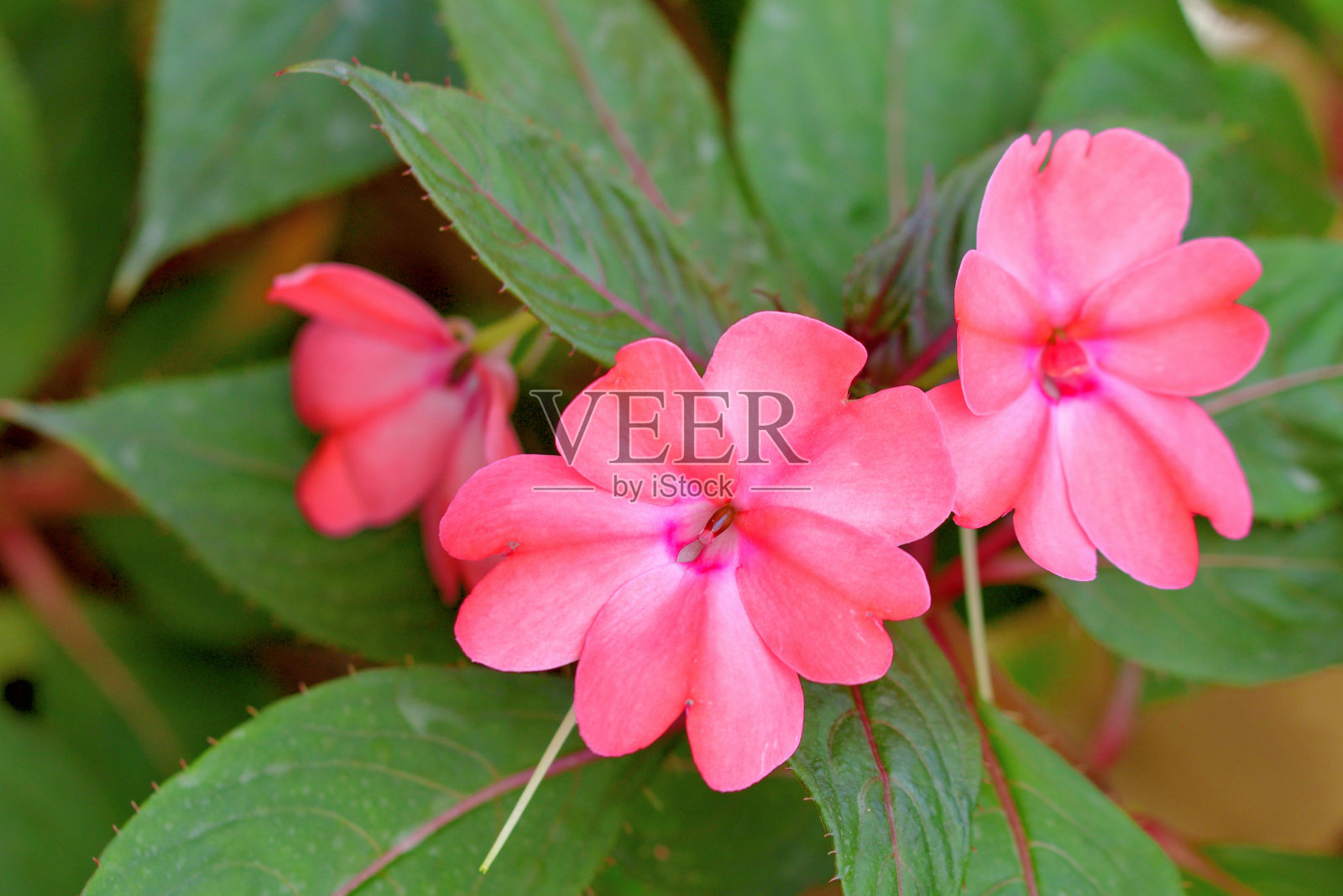 太阳花/凤仙花照片摄影图片