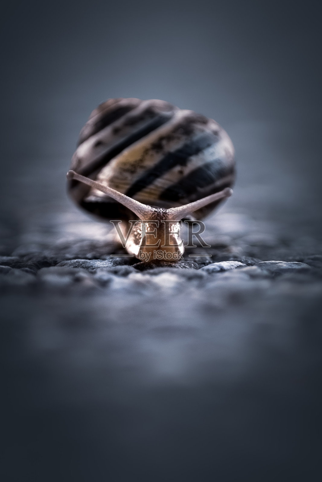 蜗牛的肖像照片摄影图片