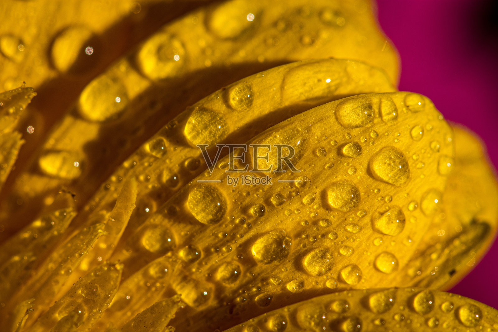 花朵特写照片摄影图片