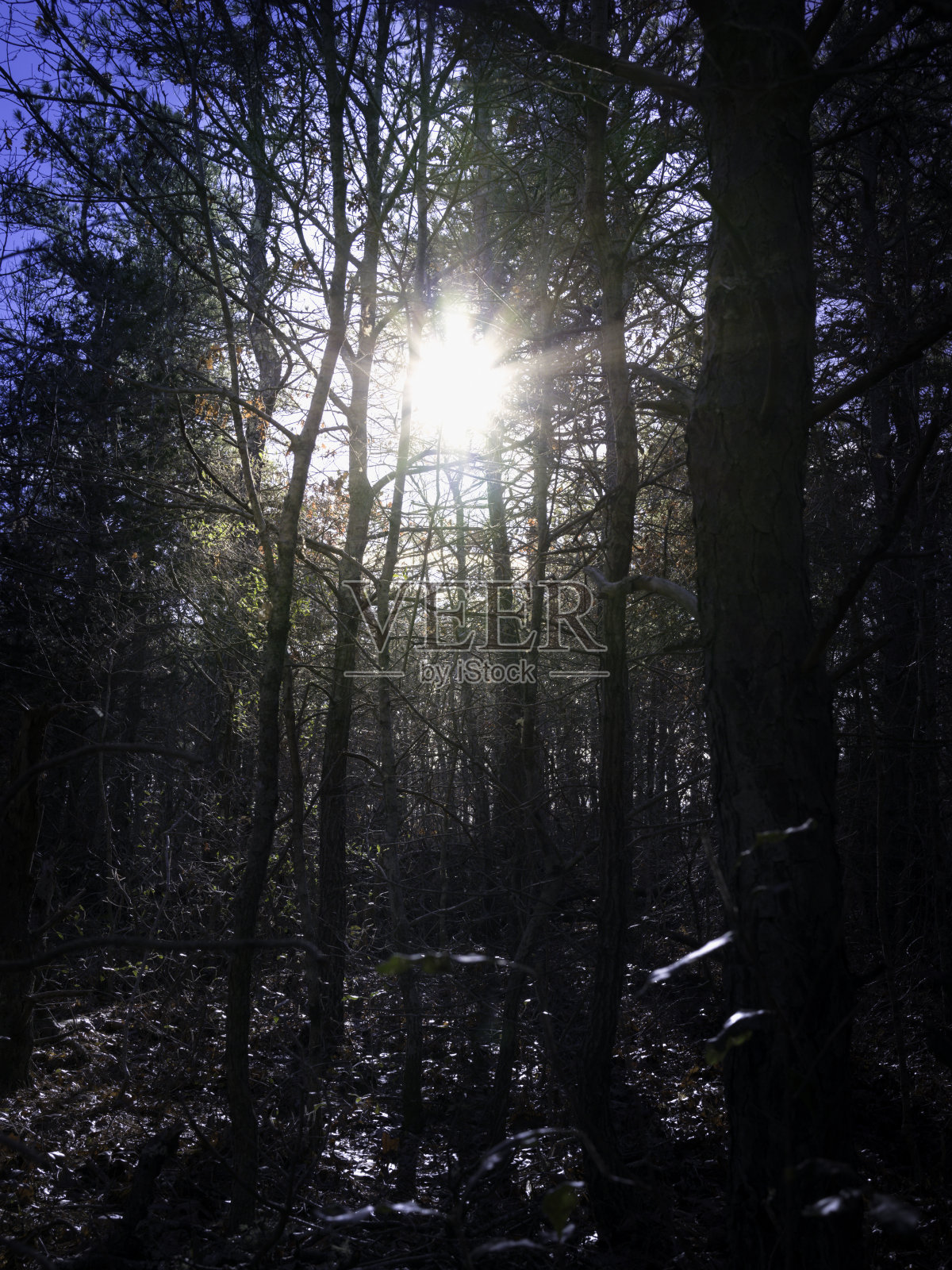 明亮的阳光在黑暗的森林中闪耀。困难时期的希望概念,问题的解决方案,死胡同的退出,或自然的培育力量。照片摄影图片