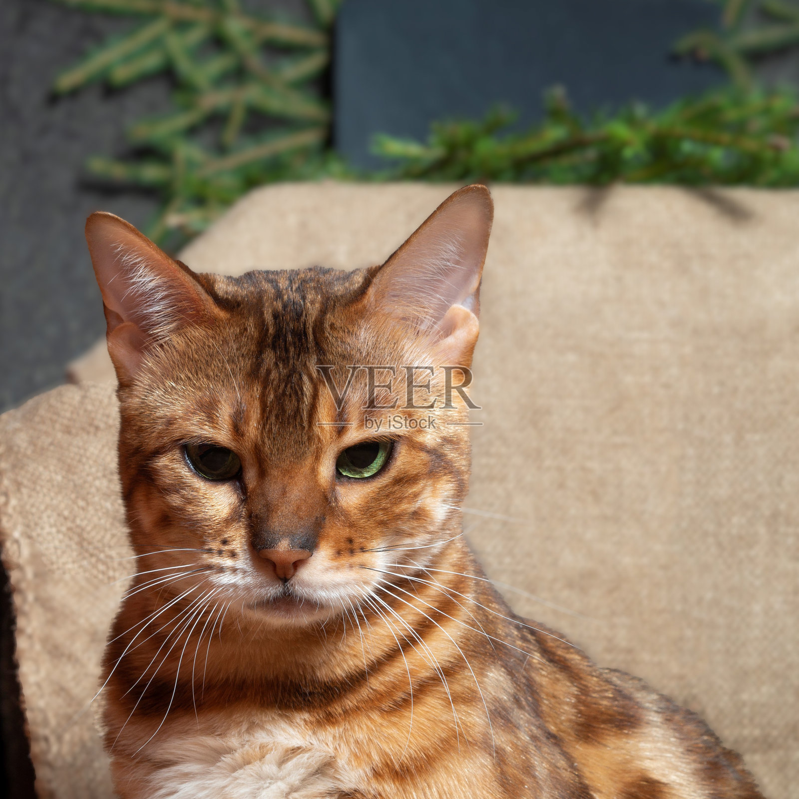 宠物肖像照片摄影图片