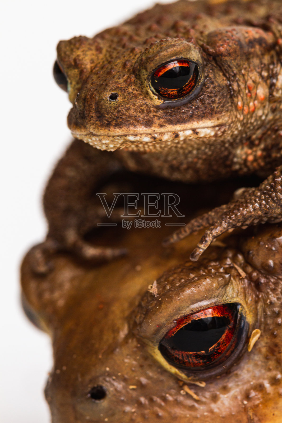 两栖动物肖像:蟾蜍家族照片摄影图片