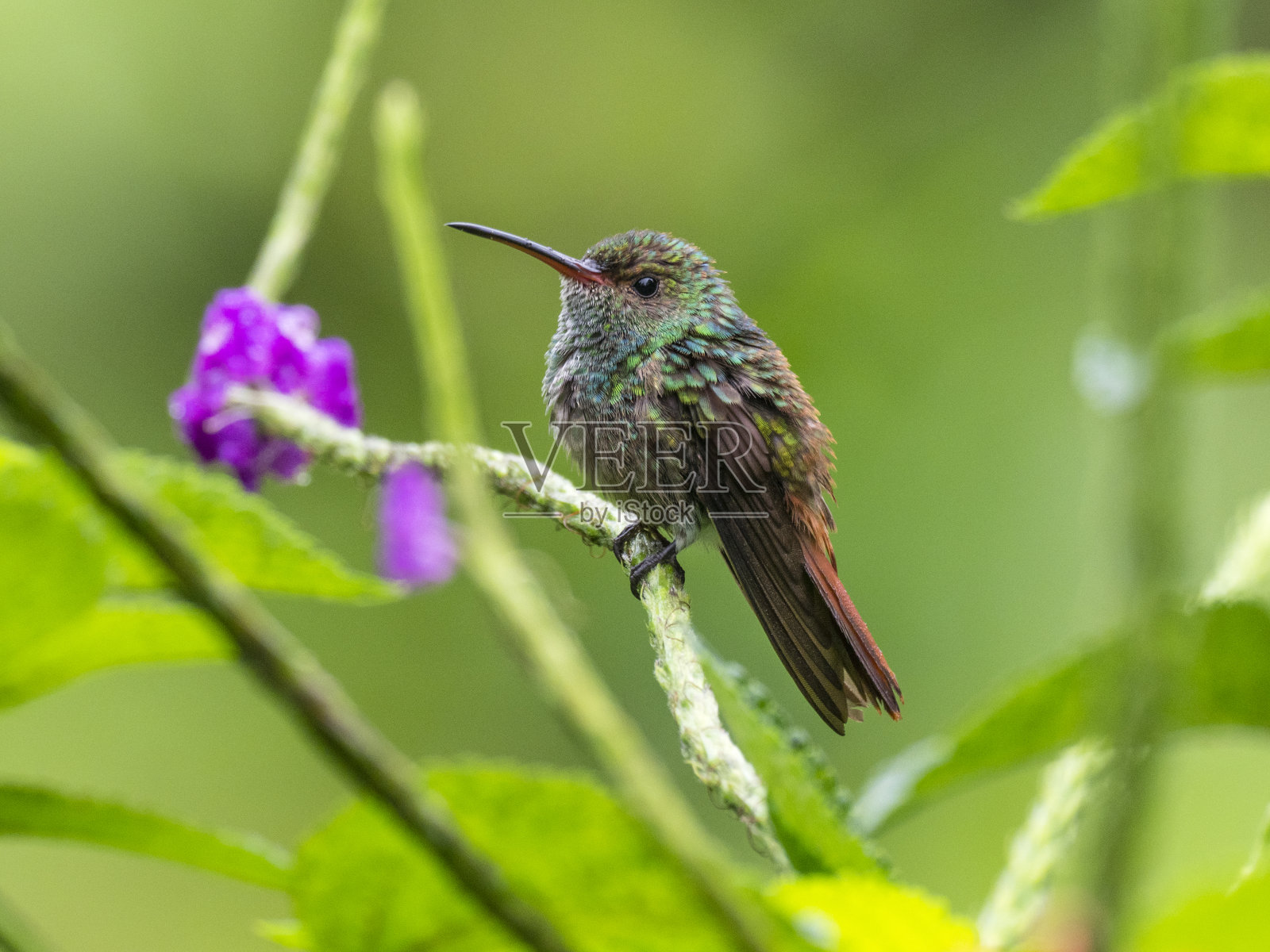 Rufous-tailed蜂鸟照片摄影图片