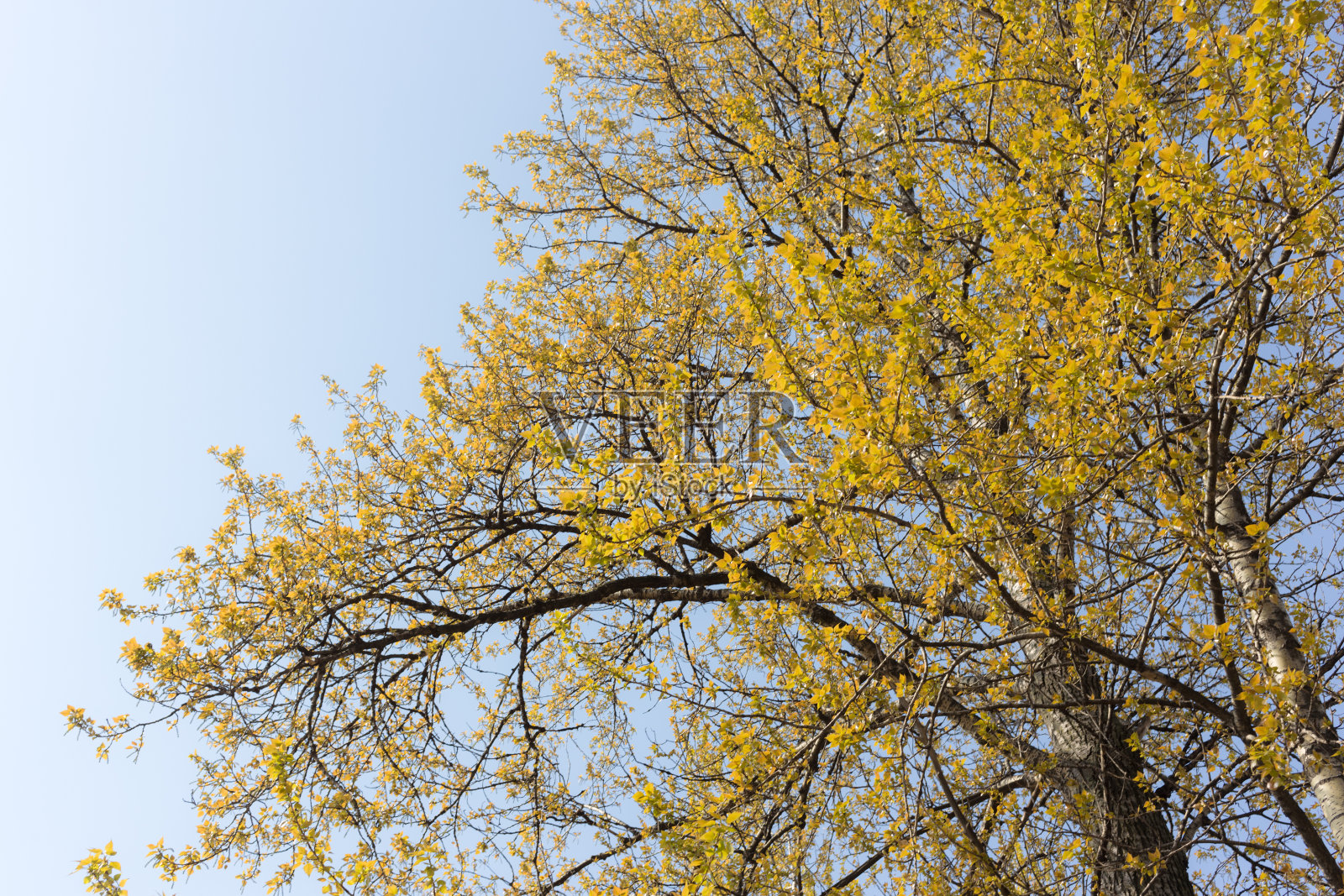 春天的树叶映着天空照片摄影图片