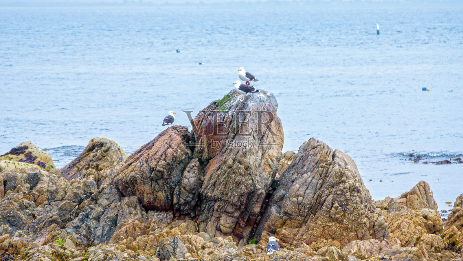 达尔基悬崖和岩石海岸照片摄影图片