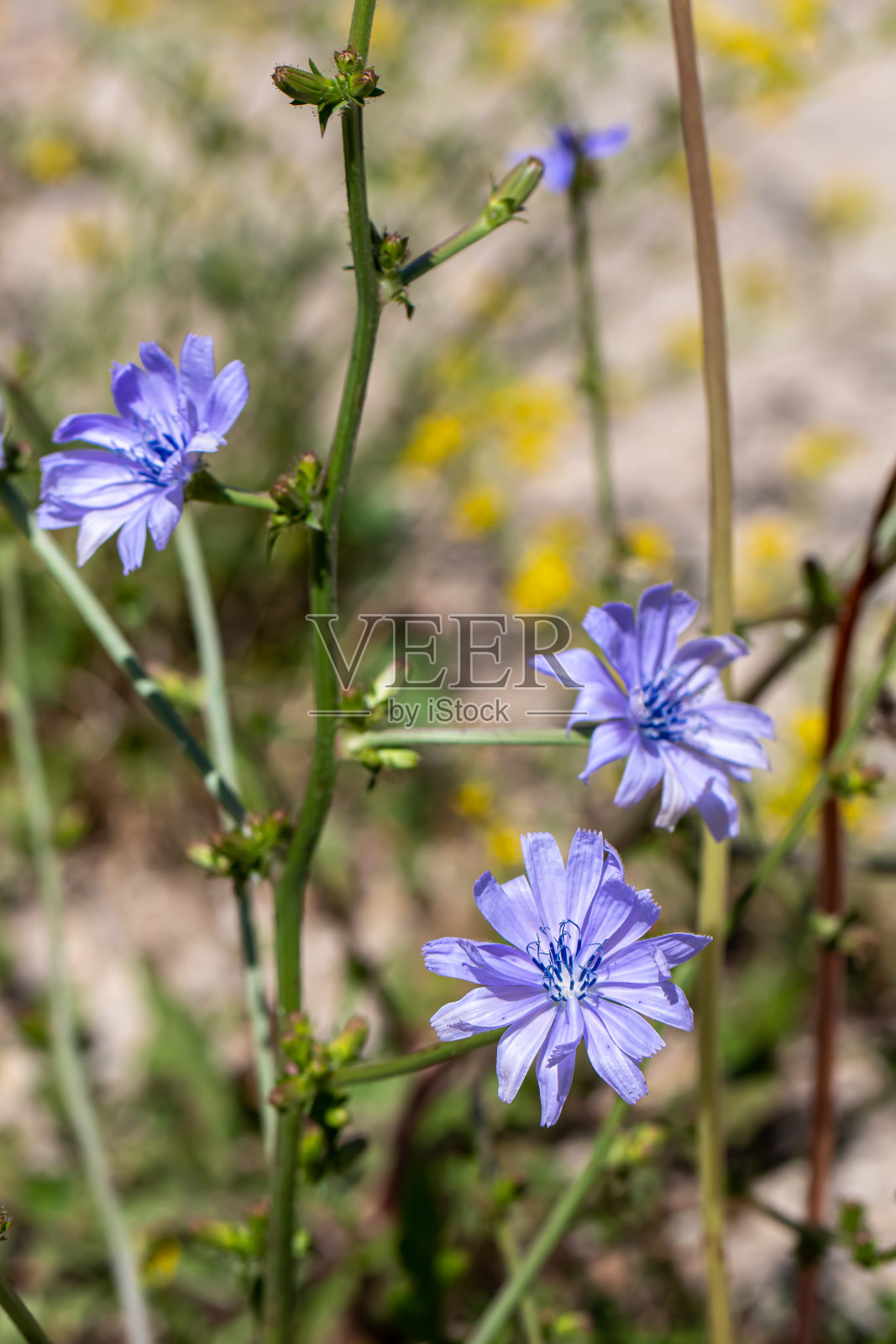 菊苣花在草地上生长,近距离拍摄照片摄影图片