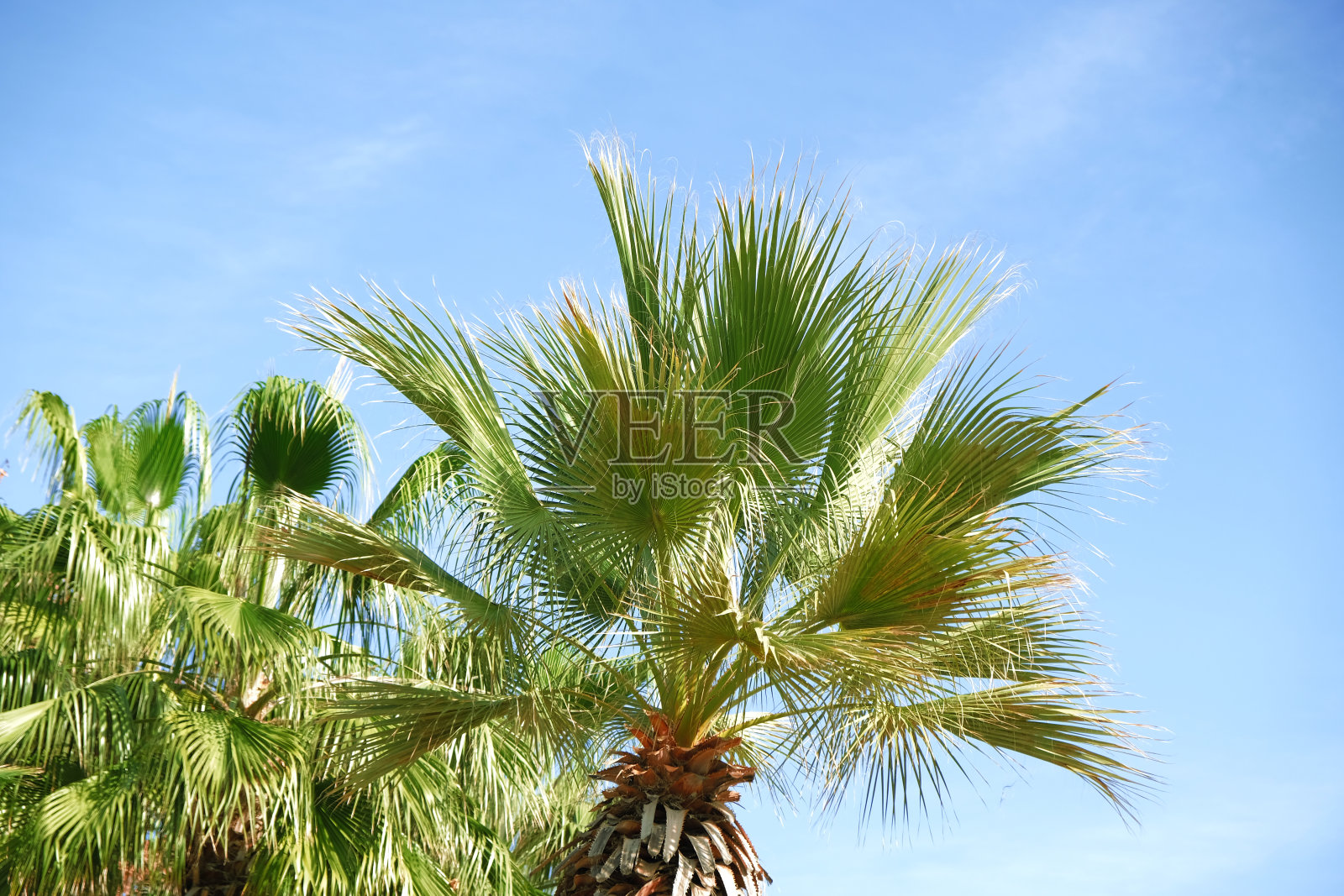 近景的绿叶枣棕榈和蓝色的天空背景。假日边框概念。热带岛屿度假的背景。旅游旅游横幅设计模板,为您的文本复制空间。照片摄影图片
