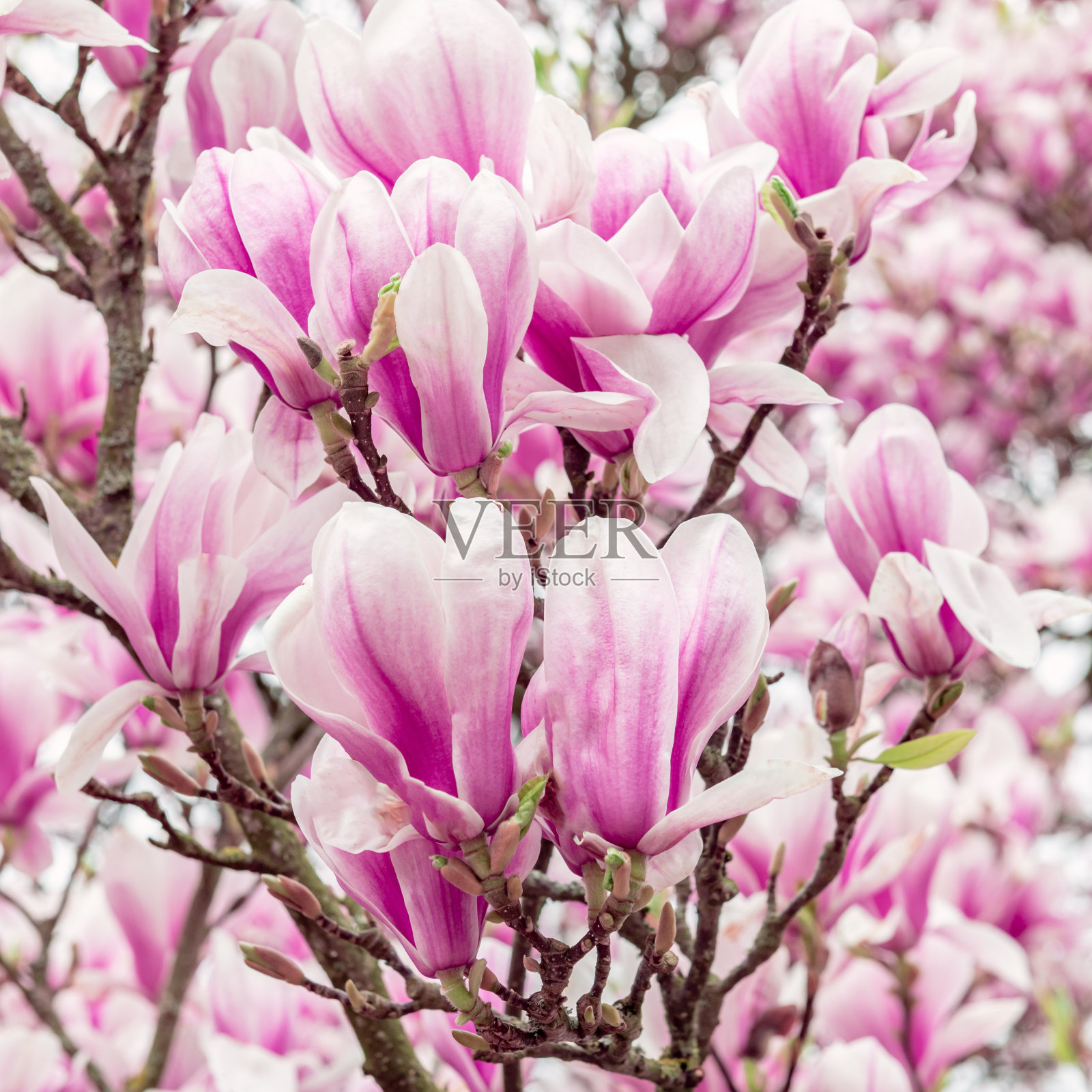 粉红色的木兰树,在春天开花照片摄影图片