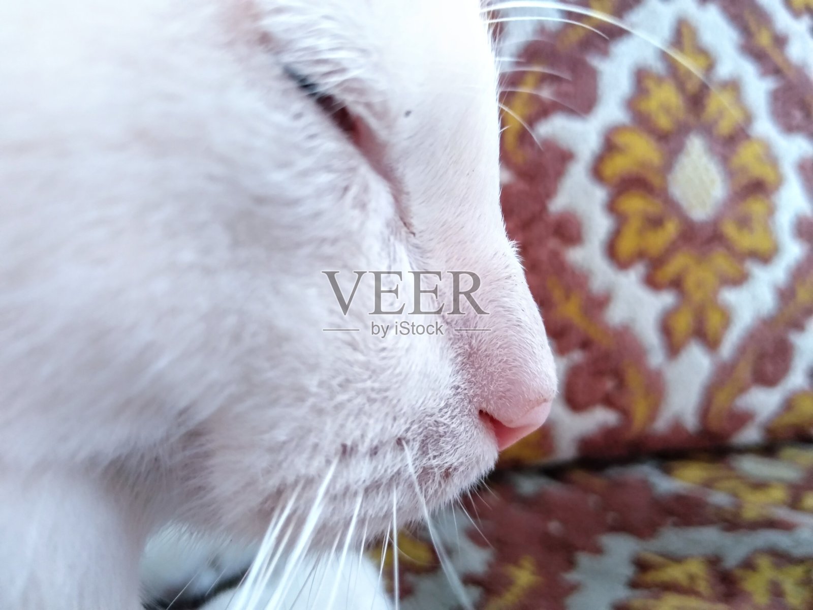 我们经常遇到的猫的身体部位。猫的毛很厚,而且天性有趣照片摄影图片