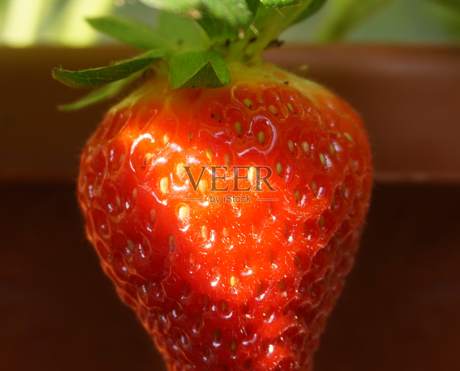 斑驳阳光下的草莓照片摄影图片