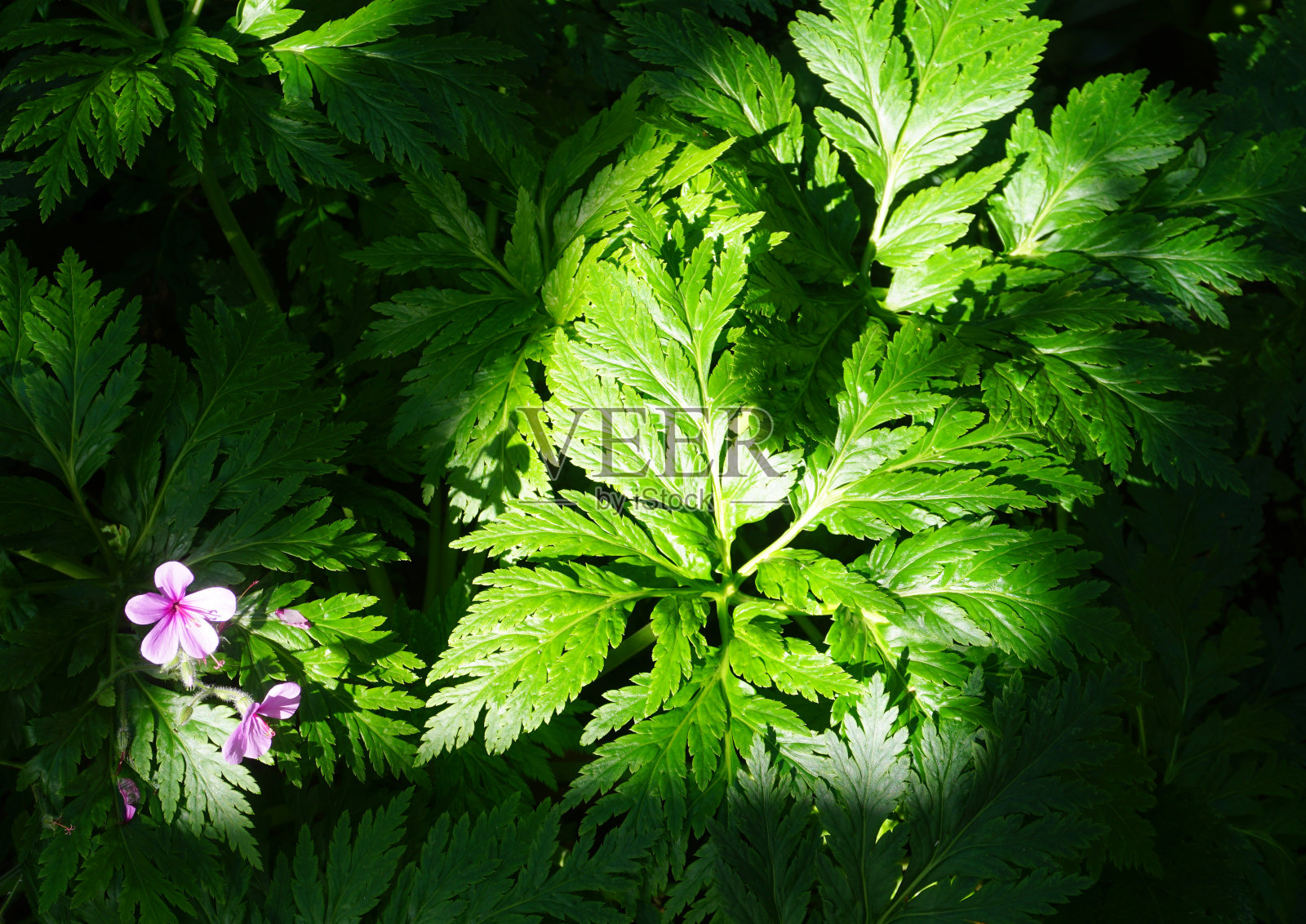 粉红色的花和绿色的叶子在阳光下斑驳照片摄影图片