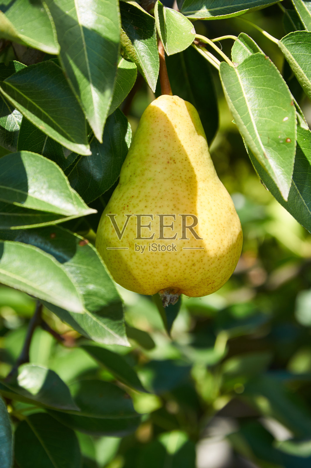 大成熟的果实在梨树的树枝上照片摄影图片