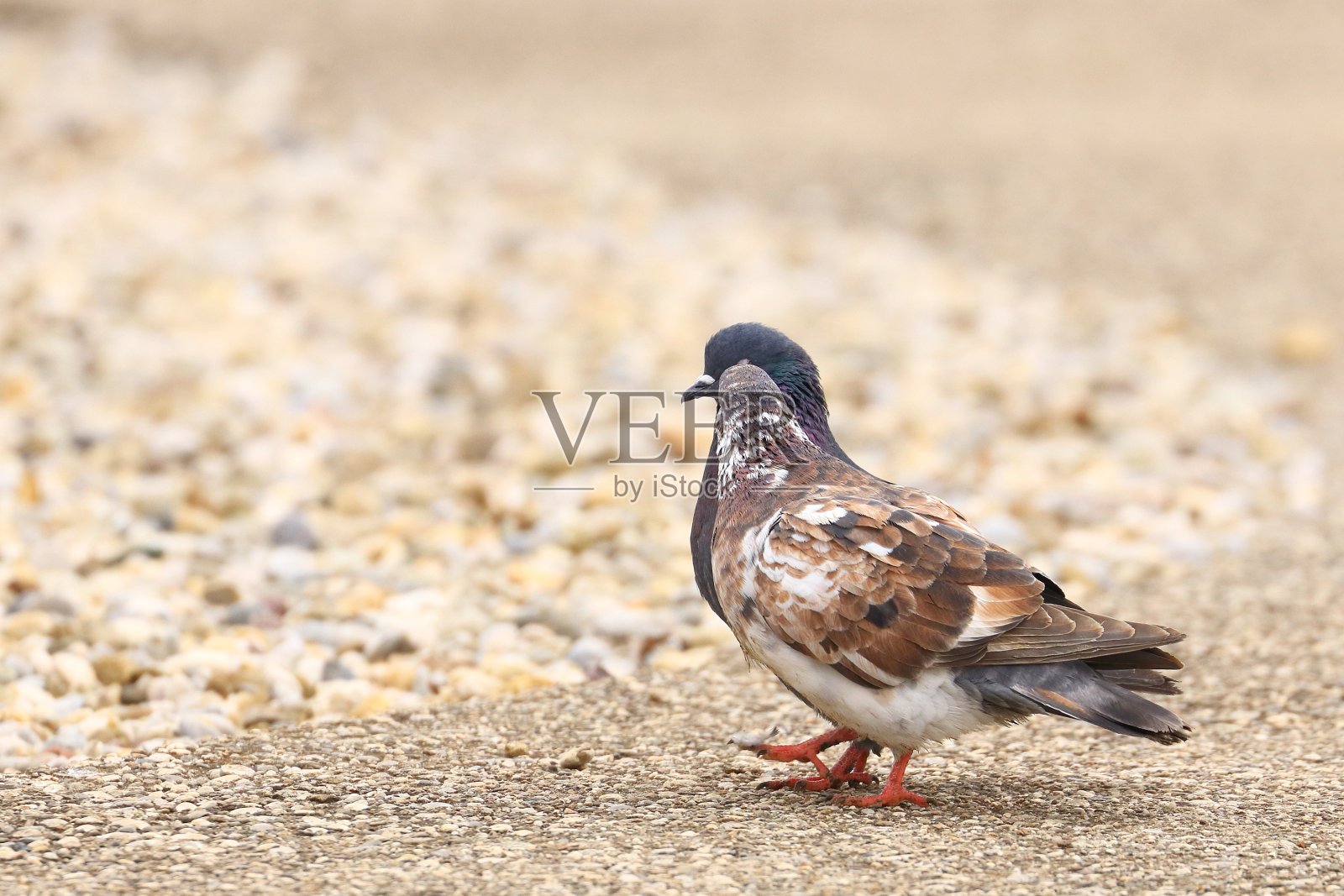 两只相爱的鸽子照片摄影图片