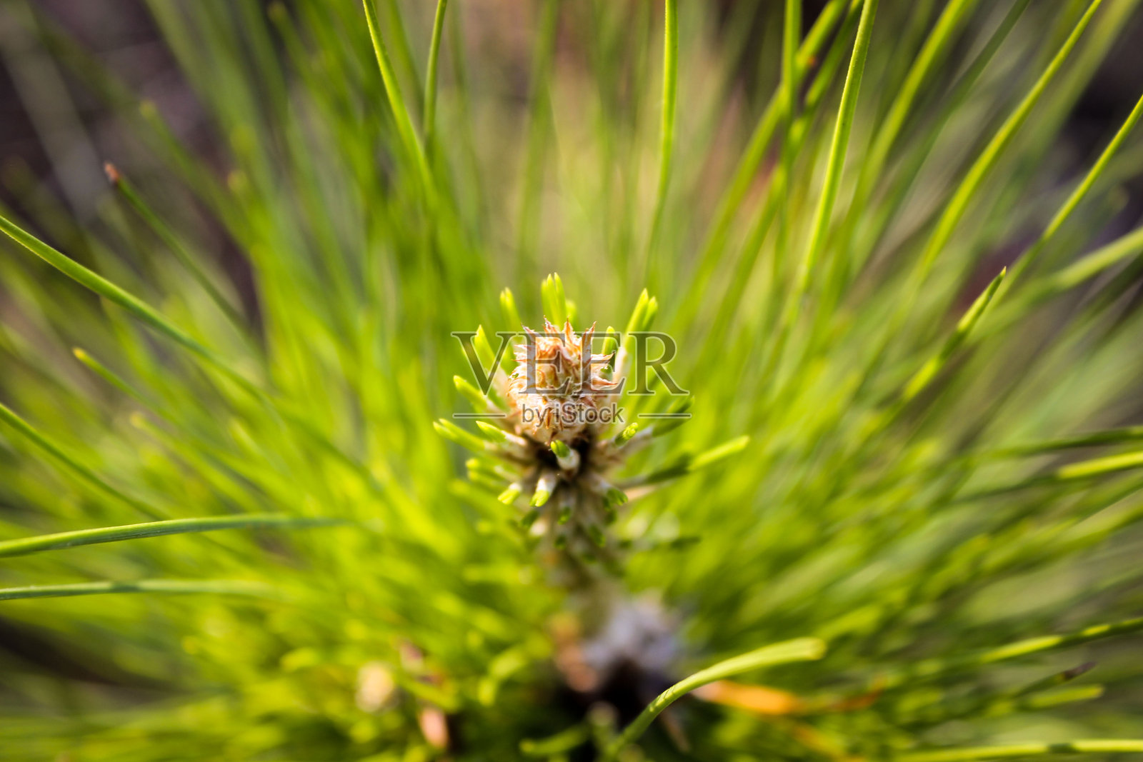 热刺照片摄影图片