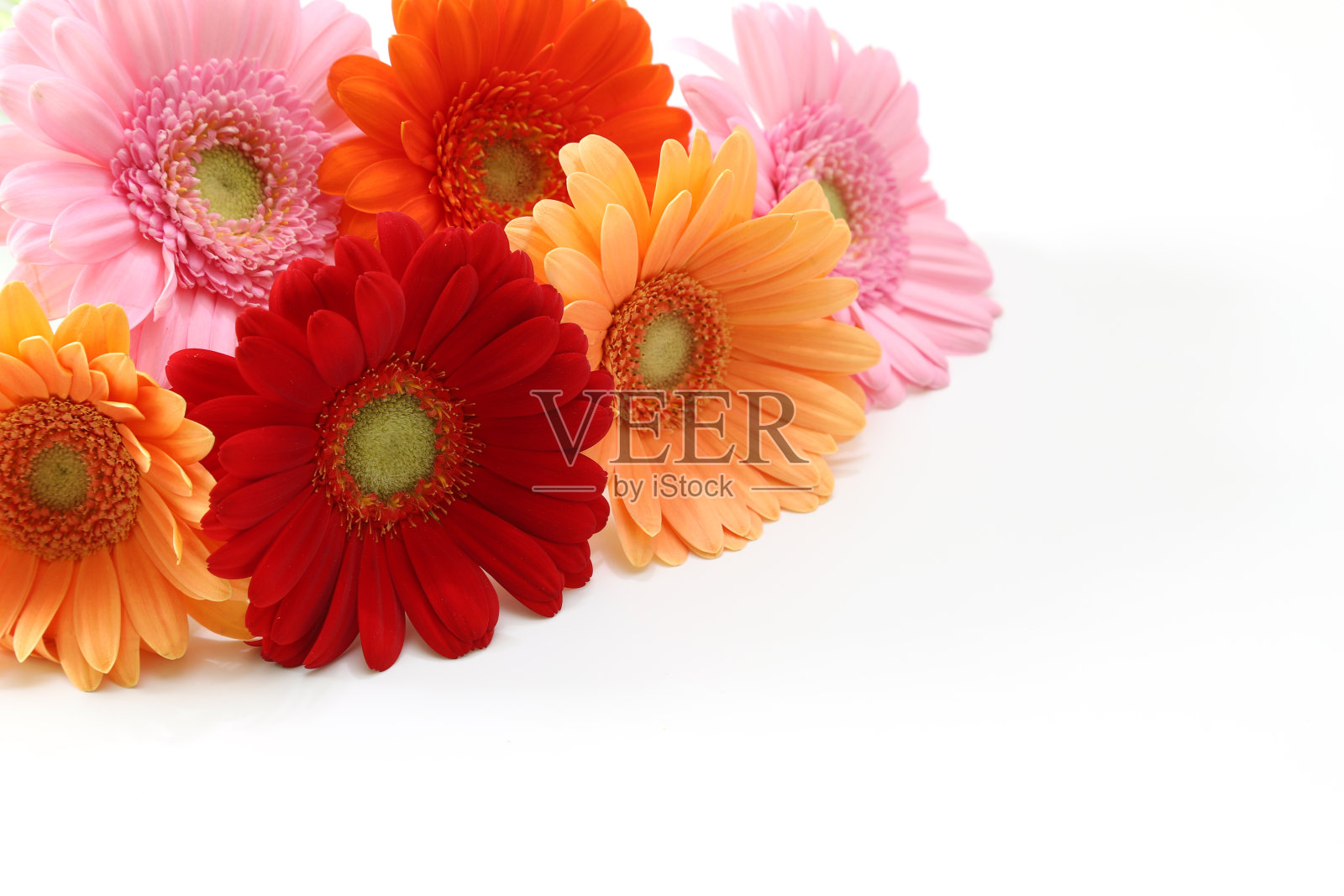 各种颜色的德兰士瓦雏菊在白色的背景照片摄影图片