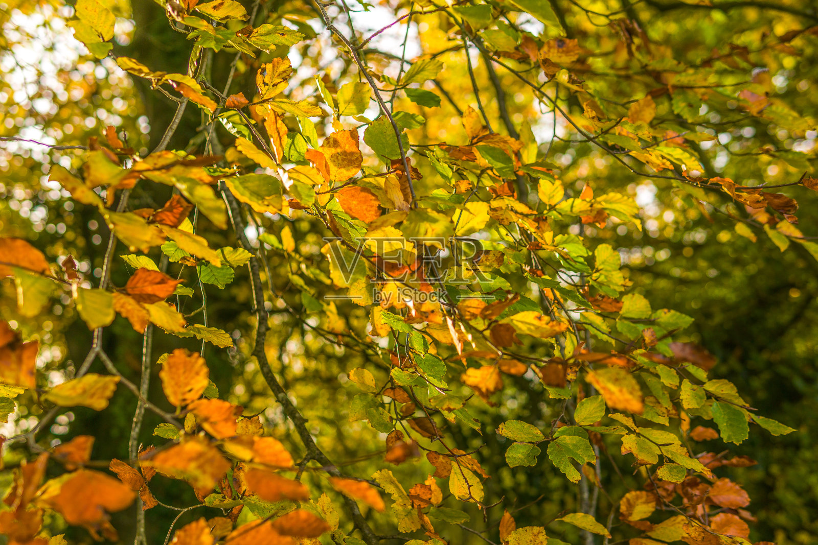 秋天的山毛榉树叶捕捉阳光照片摄影图片