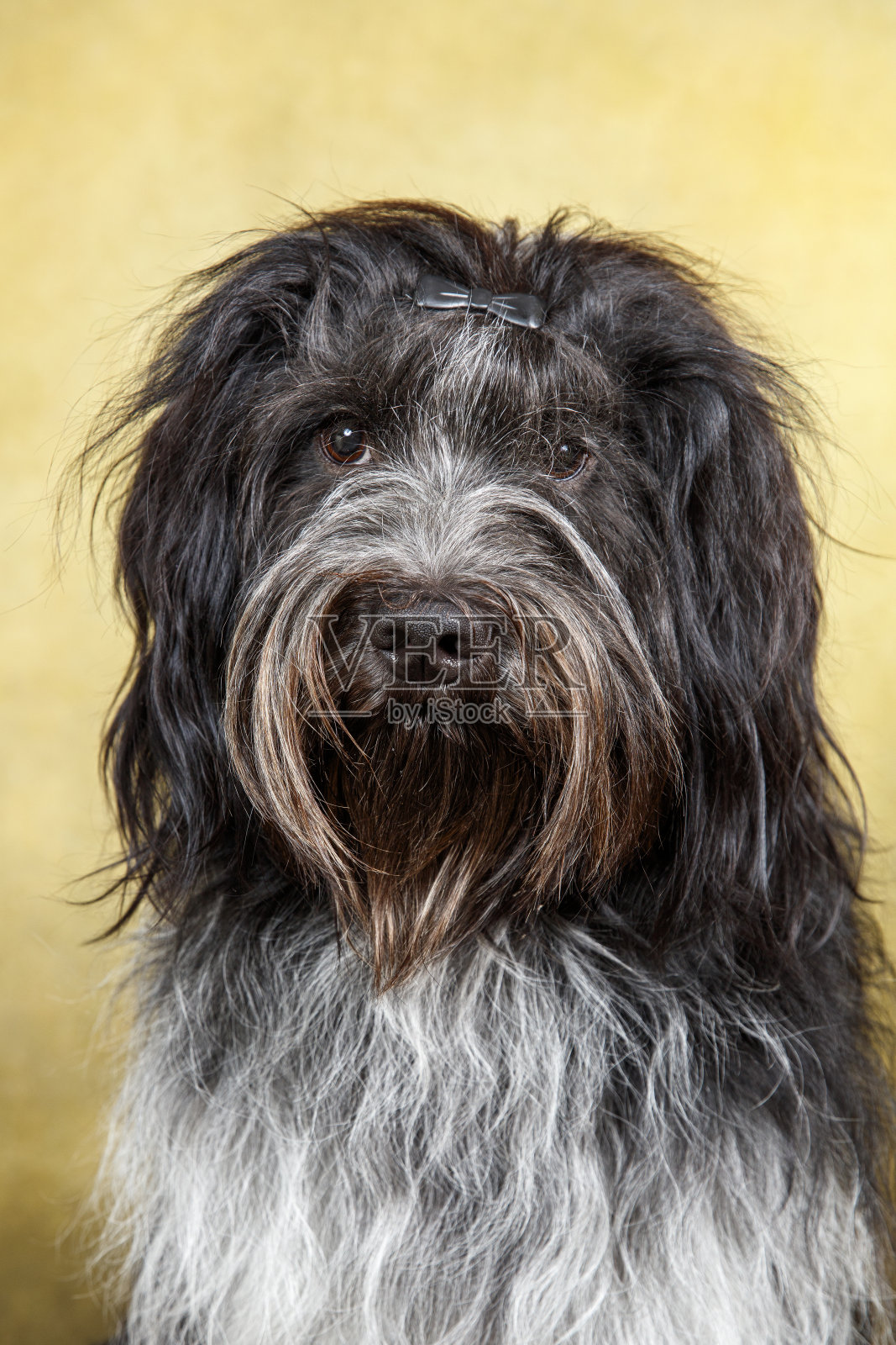 荷兰牧羊犬特写肖像(Schapendoes)照片摄影图片