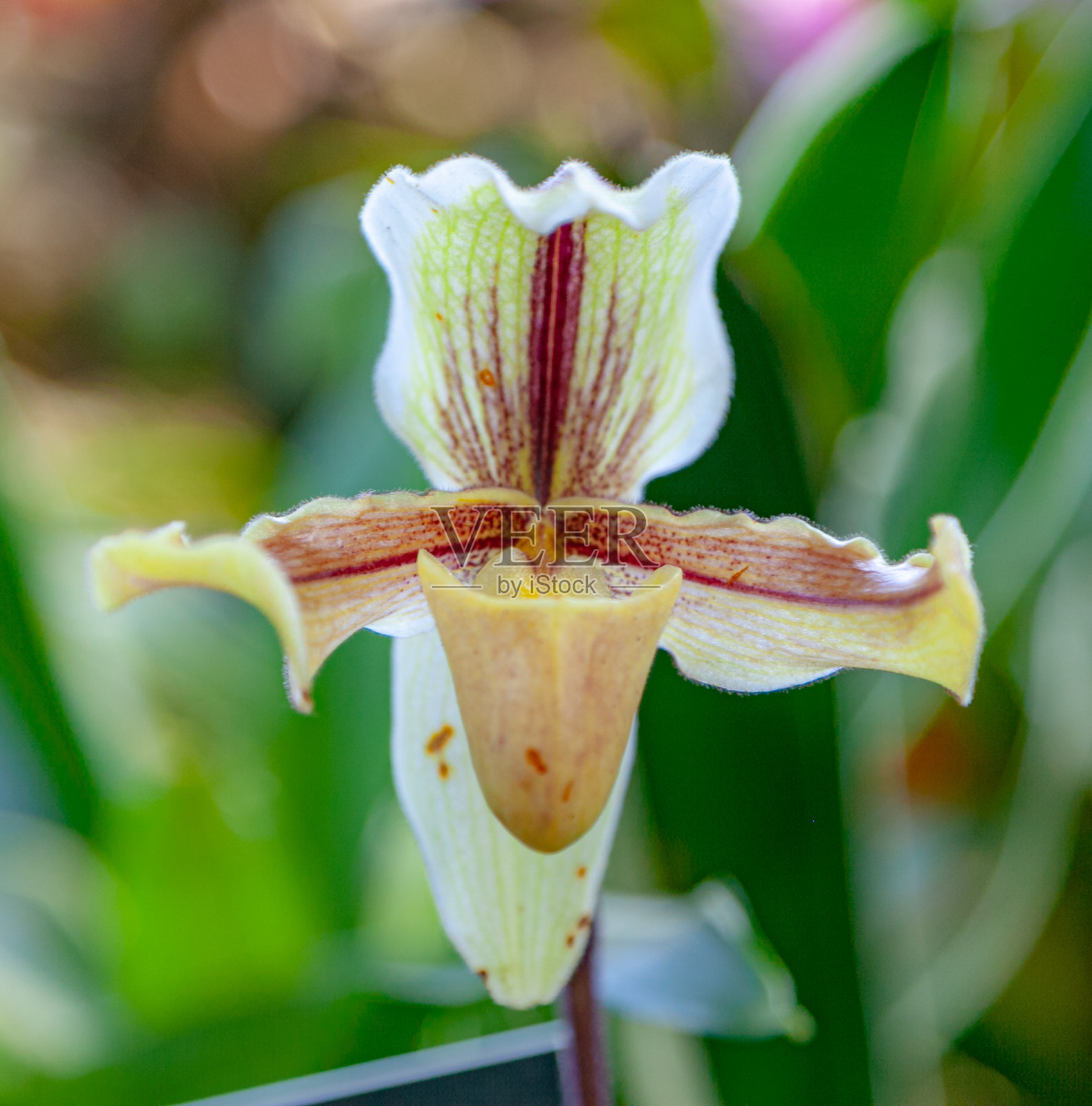 花展-匹兹堡,宾夕法尼亚州照片摄影图片