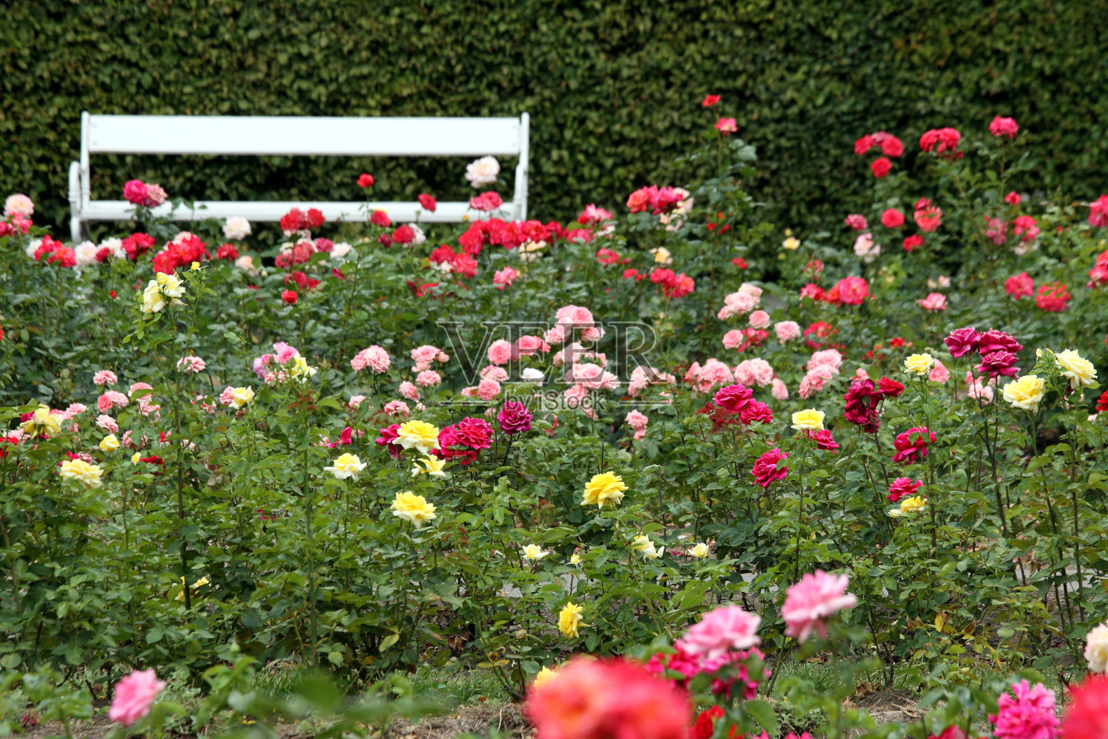 捷克布拉格佩翠山的玫瑰花园或蔷薇园照片摄影图片