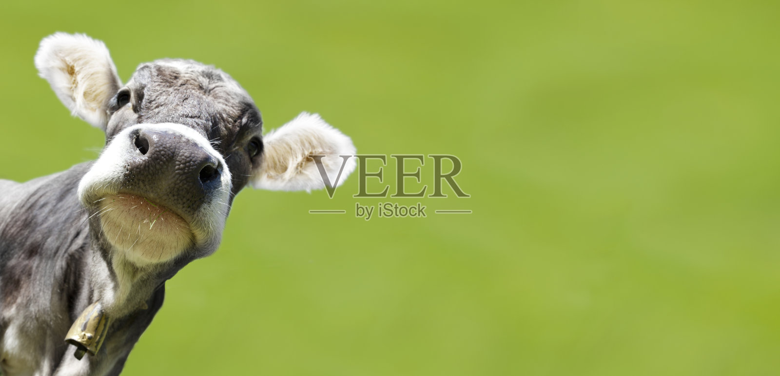 年轻的母牛在草地上注视着照相机照片摄影图片