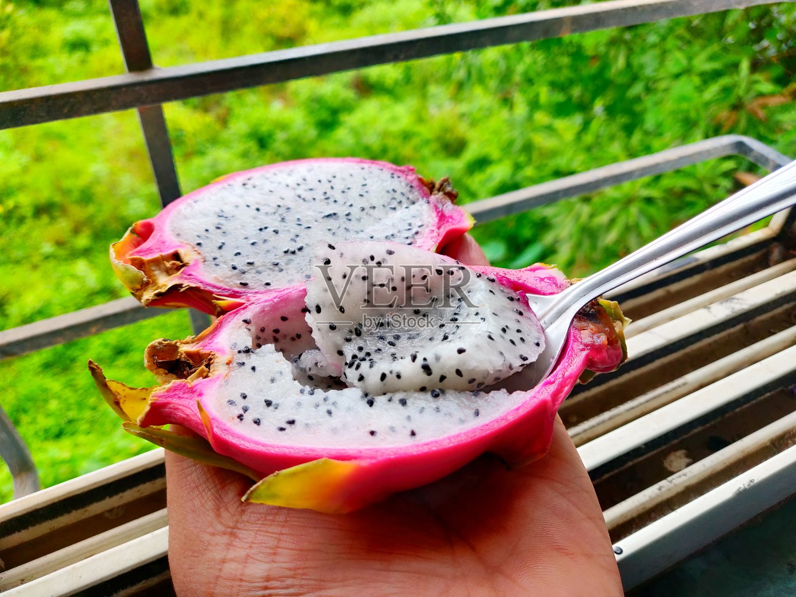 用勺子吃白色的火龙果,火龙果是一种热带水果,皮肤柔软,有鳞片,颜色粉红色,而果肉是白色的,有小的、黑色的可食用种子照片摄影图片