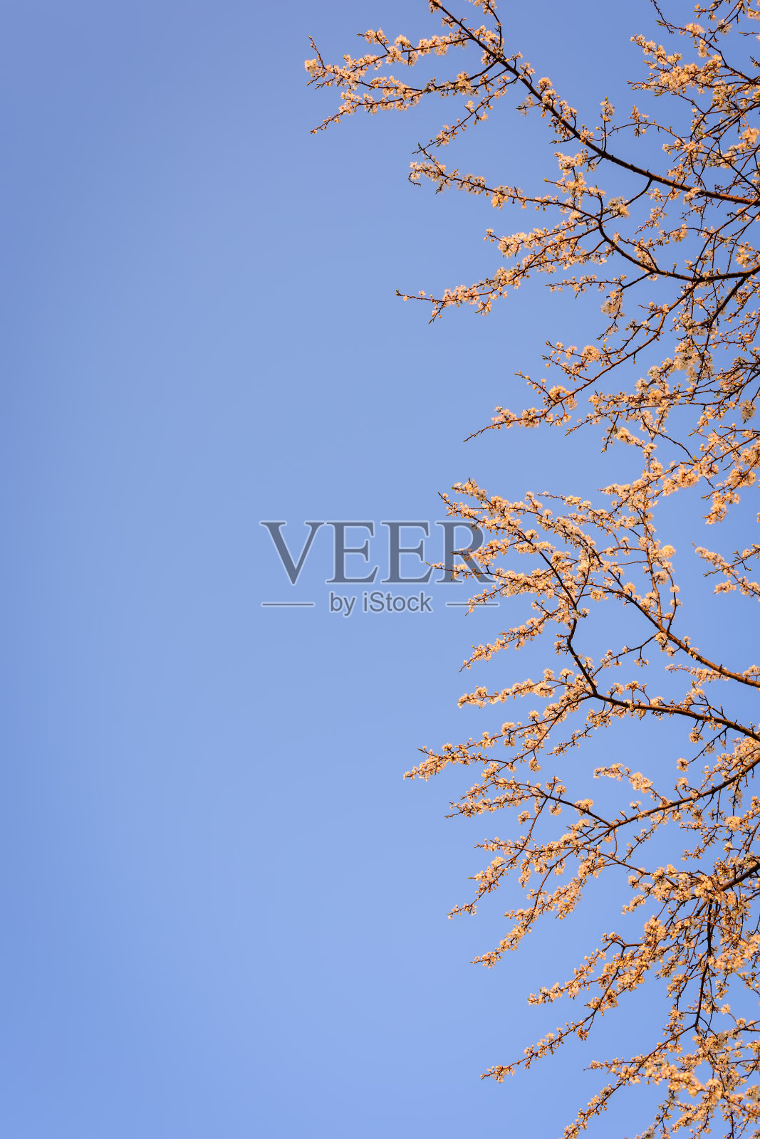 在春天的花园里,开花白色和粉红色花瓣的果树小枝。与复制空间照片摄影图片