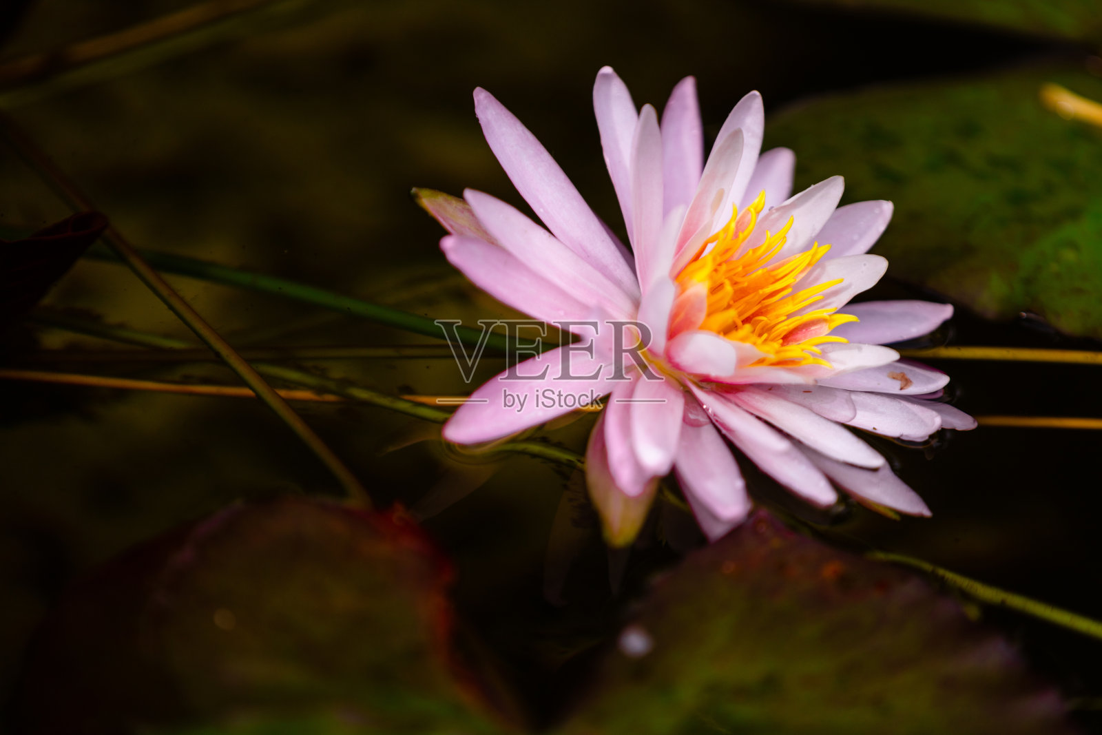 Lotus睡莲照片摄影图片