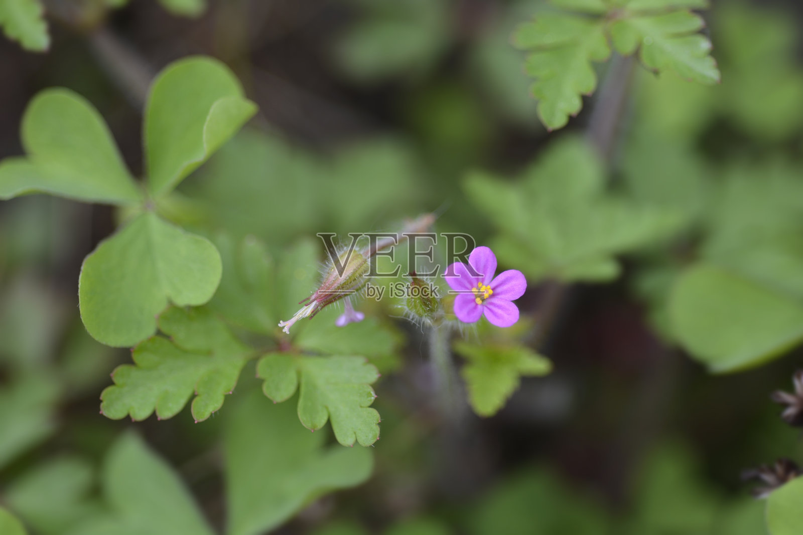 小罗宾照片摄影图片