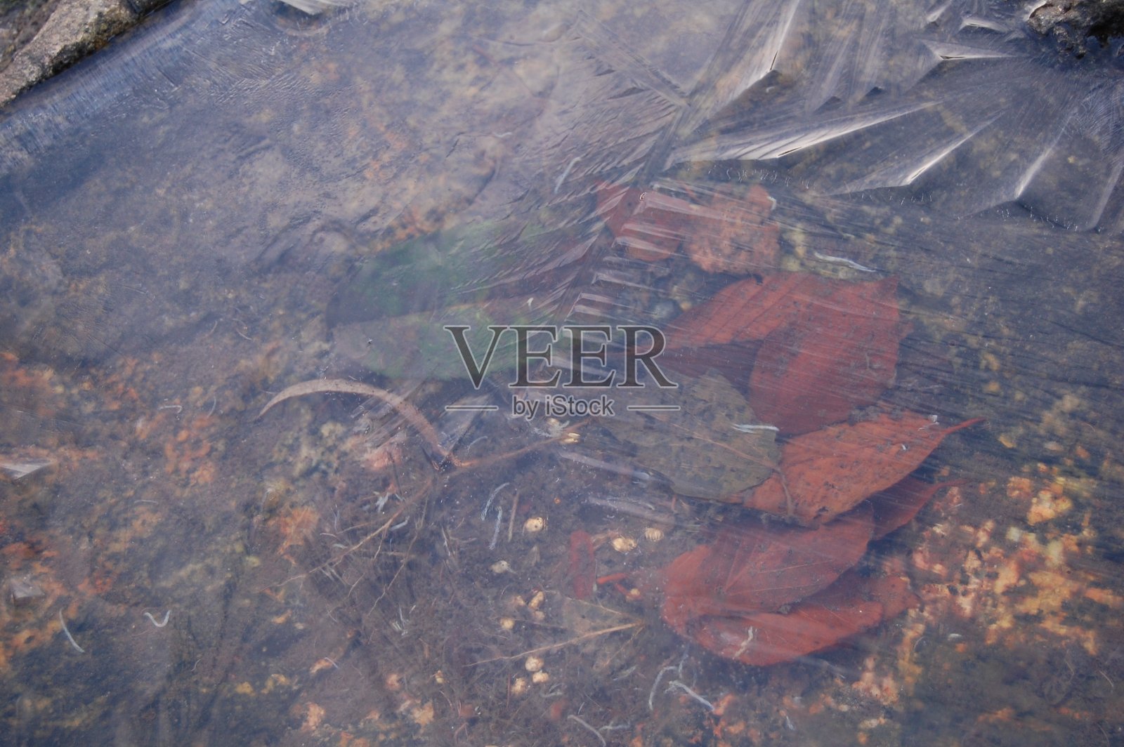 冬天——一个鸟水池被透明的冰覆盖着。照片摄影图片