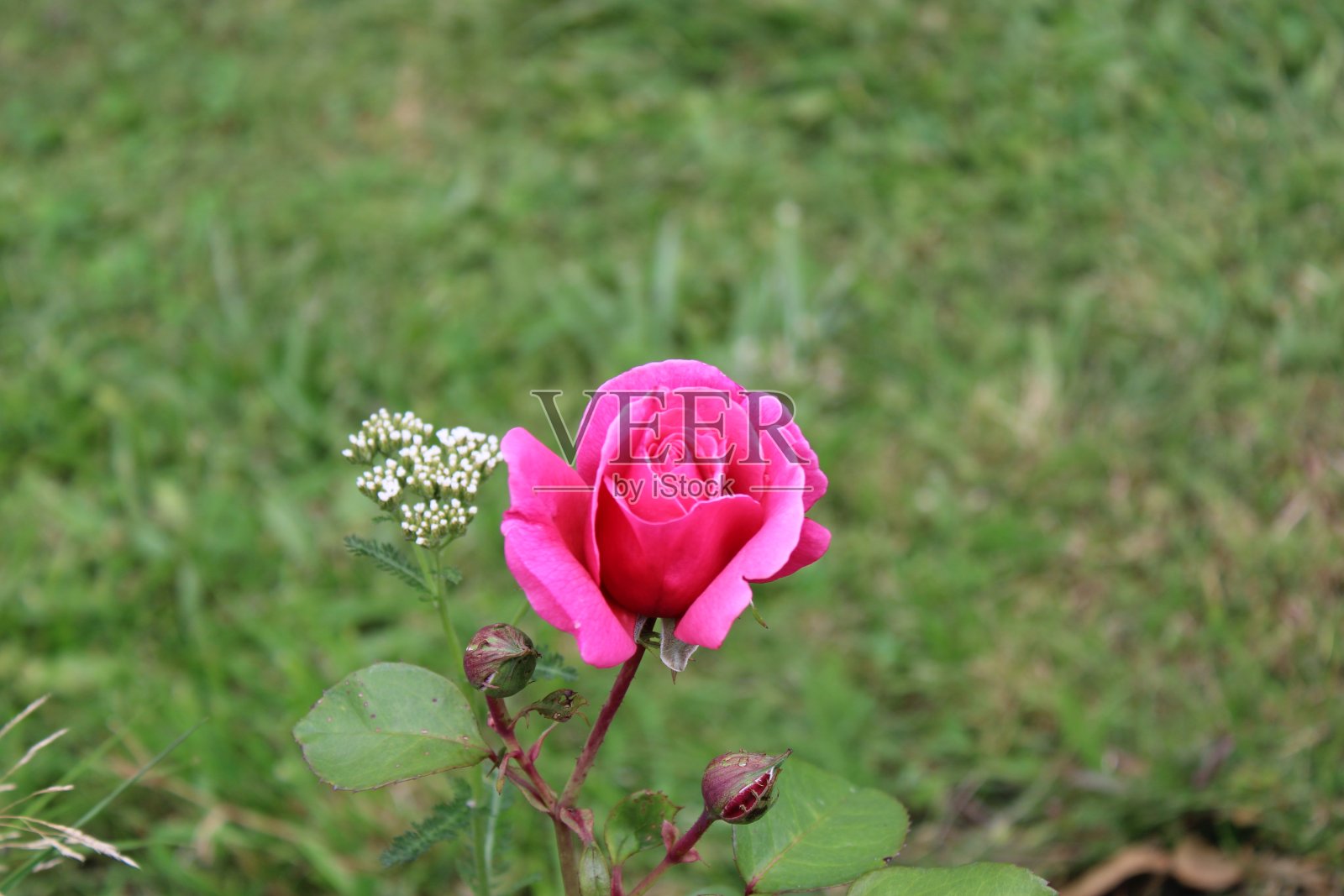 玫瑰照片摄影图片