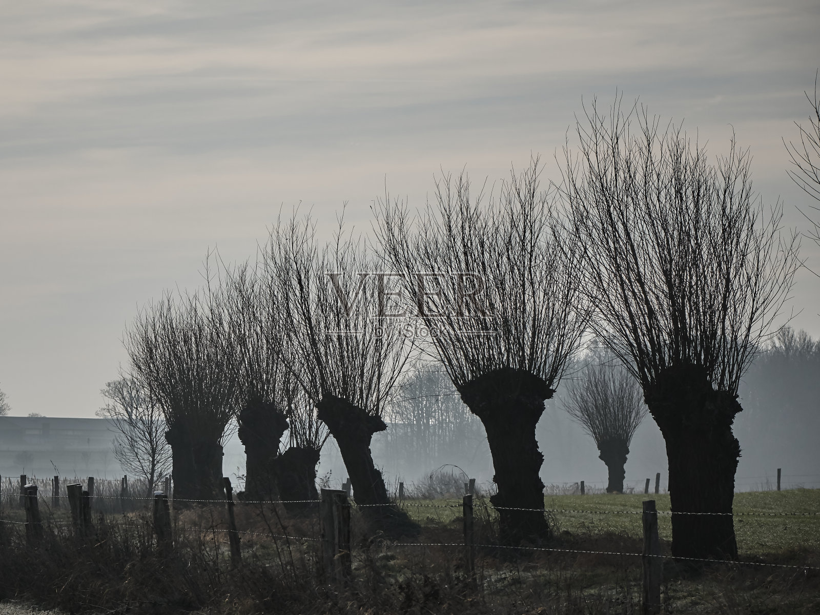 头柳树Rugen2照片摄影图片