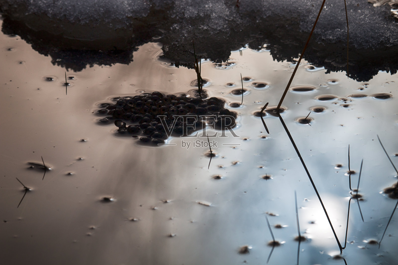 棕色蛙(临时蛙)在池塘里产卵照片摄影图片