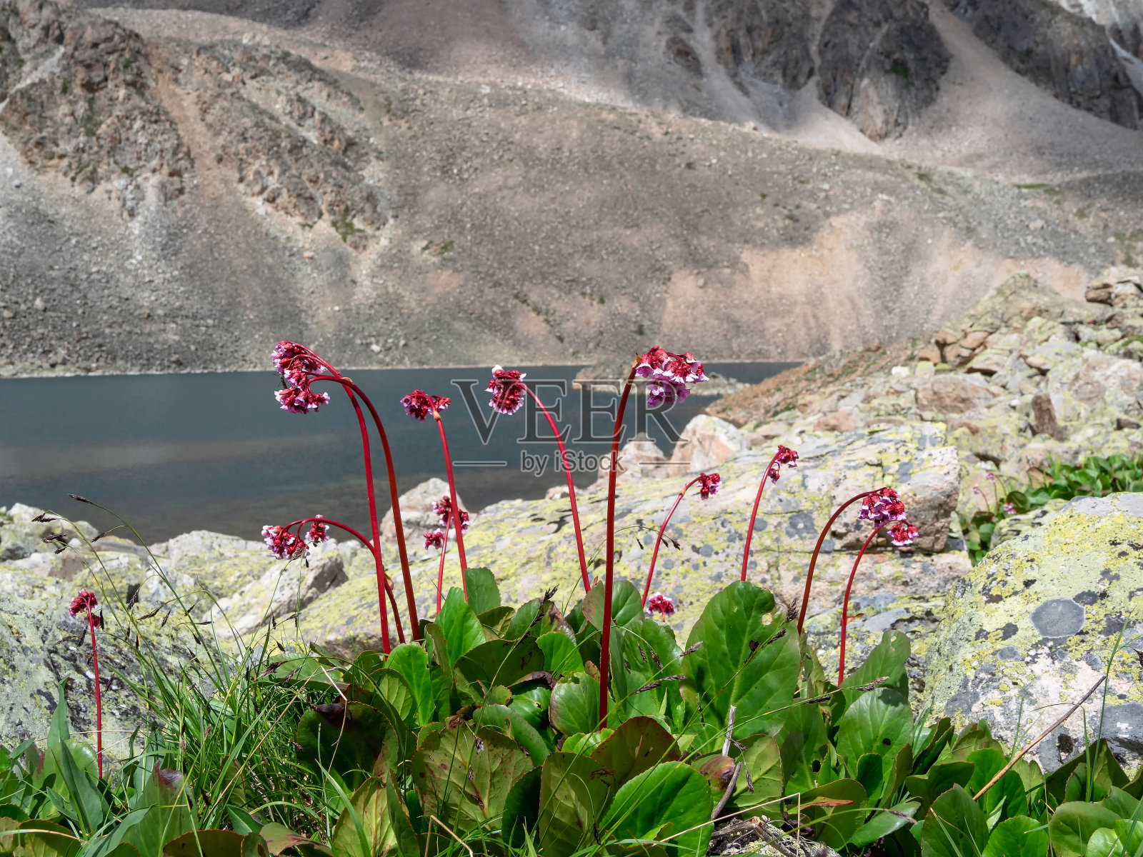 山景以鲜花点缀。奔波的花朵。Bergenia植。近距离拍摄的巴丹(Bergenia crassifolia)盛开在一个山坡上。照片摄影图片