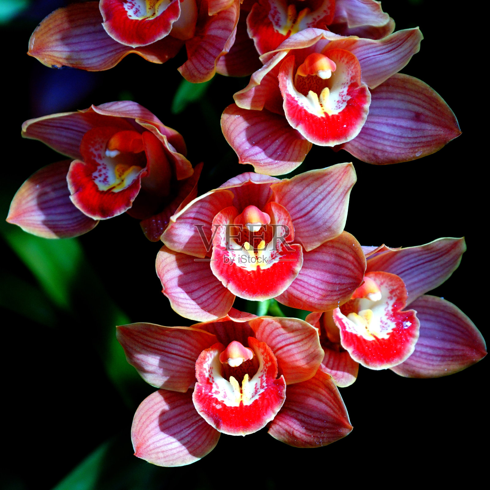 兰花照片摄影图片