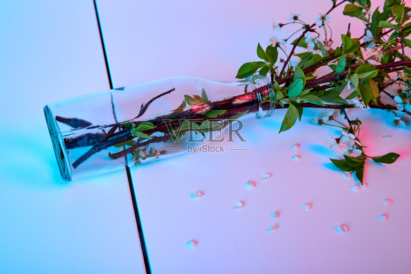 玻璃瓶花瓶,蓝粉色的背景上盛开的樱桃小枝。副本的空间。白色的花瓣。艺术。春天鲜花花束。室内装饰。名片模型。母亲节明信片。极简主义照片摄影图片