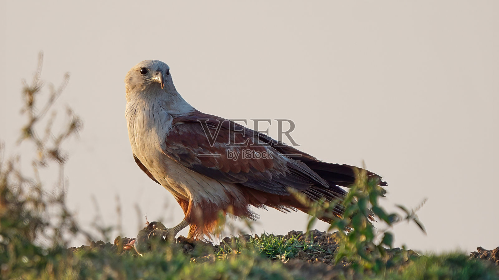 栗鸢照片摄影图片