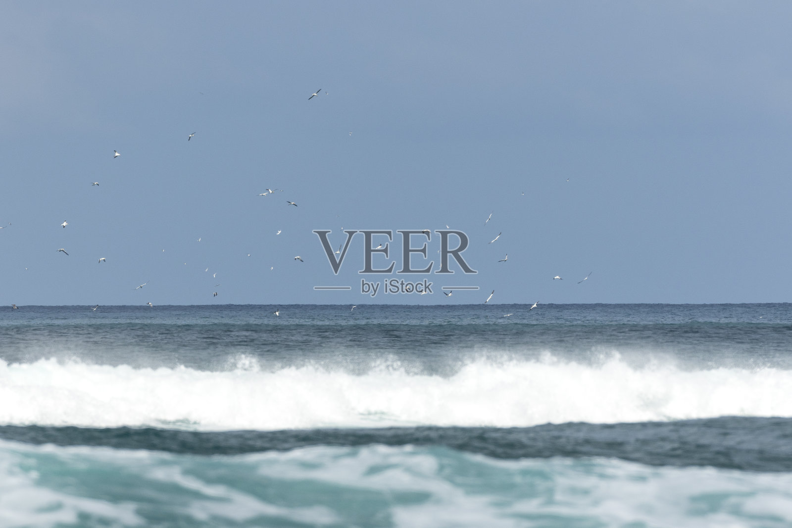 海鸟工作照片摄影图片