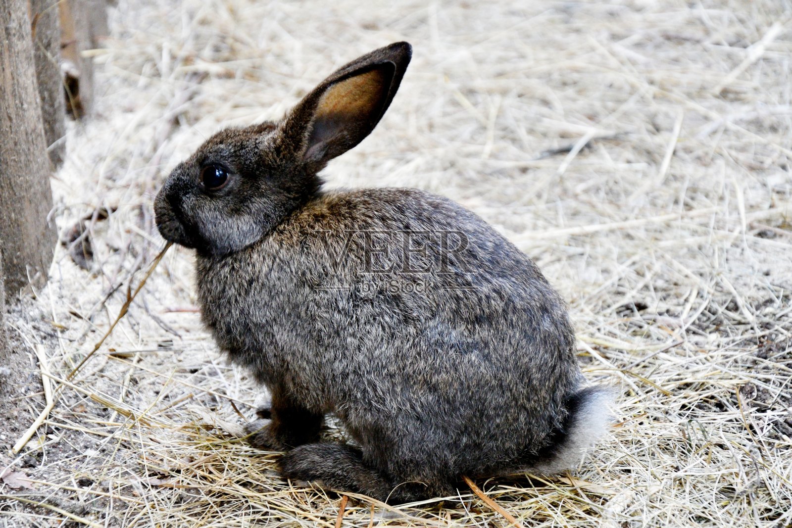 农场里的兔子照片摄影图片