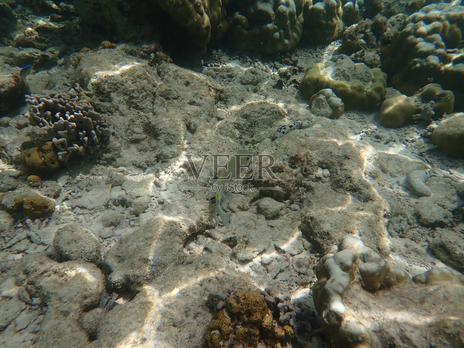 在泰国Koh Rok吃鱼照片摄影图片